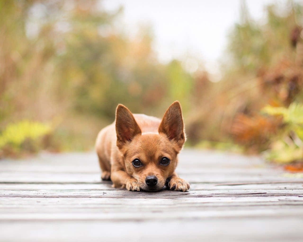 Chihuahua 桌布 壁紙 — 一隻有大耳朵的小棕色小狗躺在木甲板上，睜大眼睛向上看，背景是模糊的秋天景色。