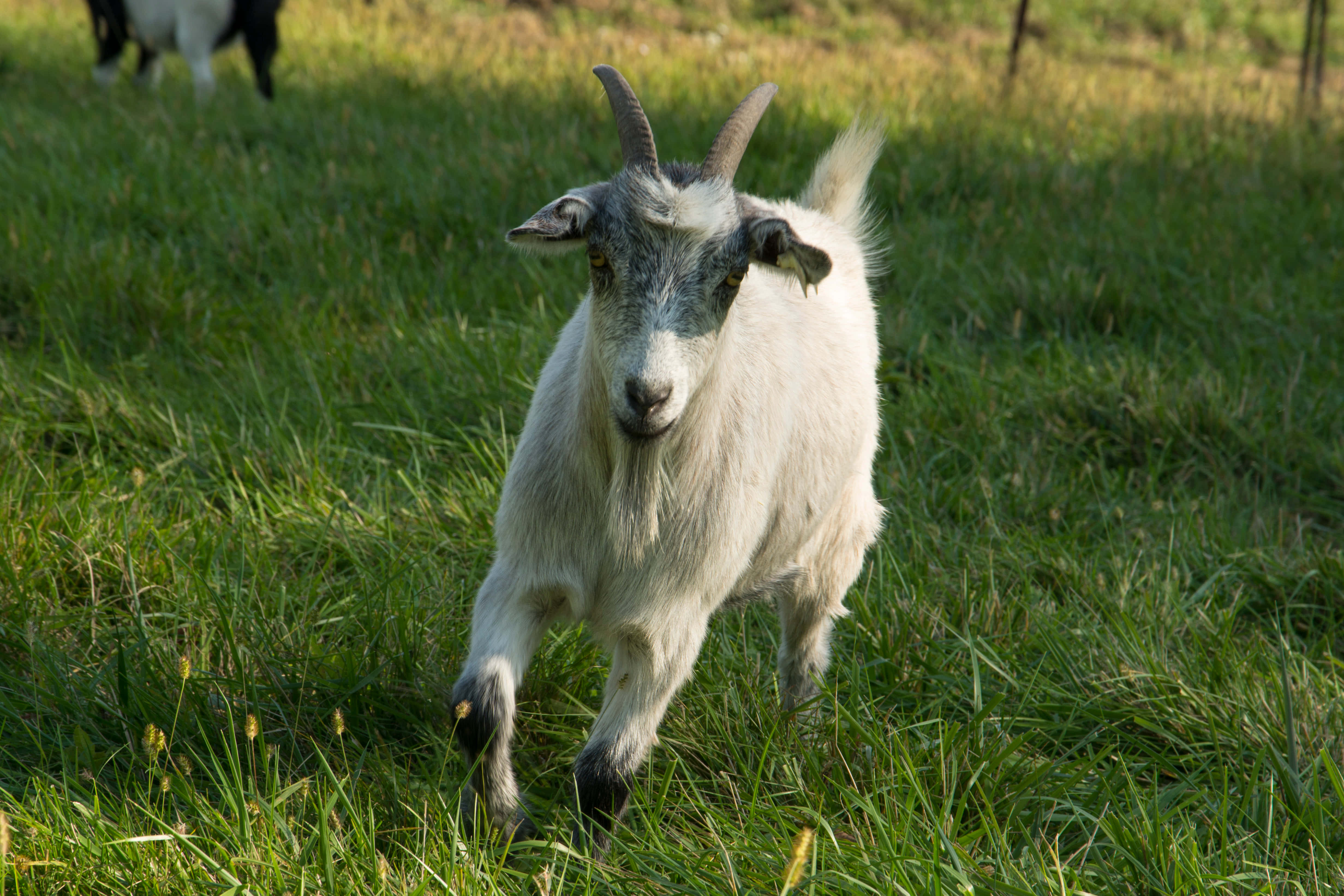 動物 桌布 壁紙 — 一隻有彎曲角的白山羊穿過陽光普照的綠色牧場向鏡頭跑來。