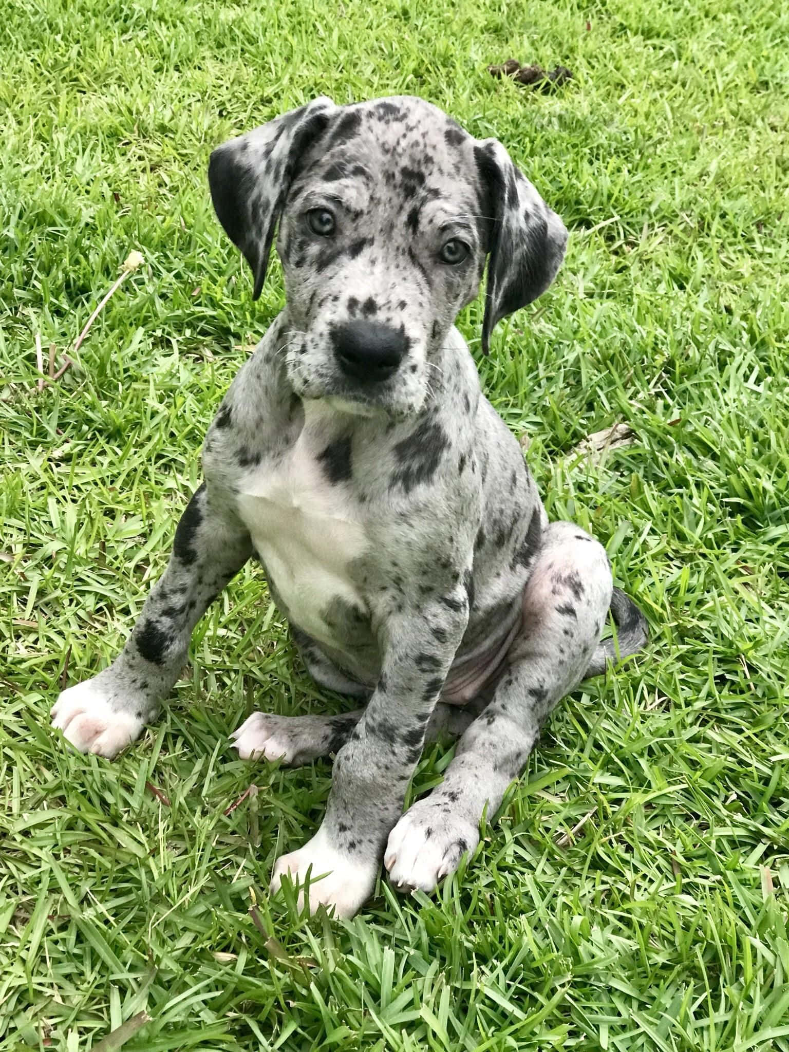 Great Dane Puppies 桌布 壁紙 — 一隻有斑點的大丹犬幼犬在柔和的自然光下專注地坐在充滿活力的綠色草地上。