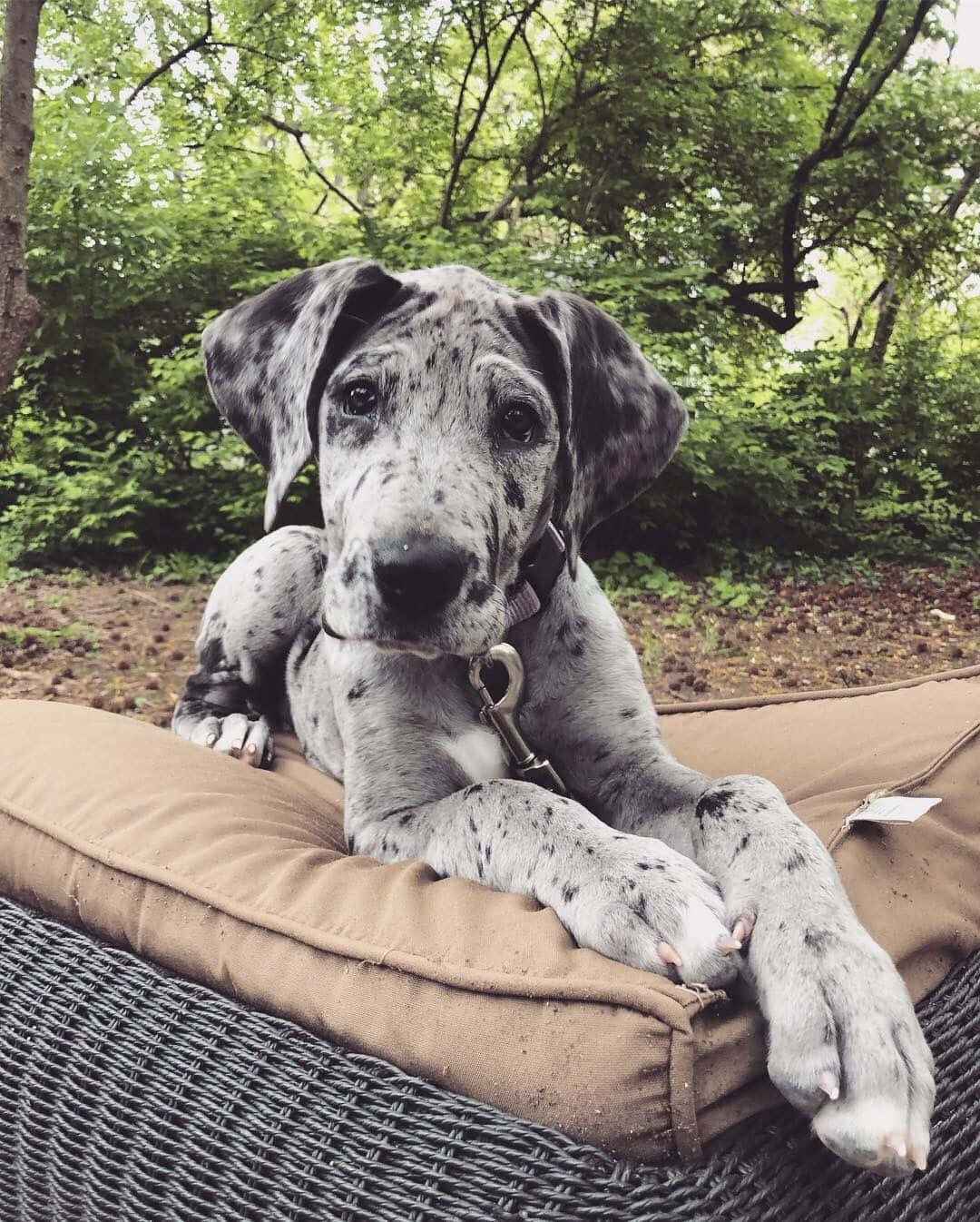 Great Dane Puppies 桌布 壁紙 — 一隻有斑點的大丹犬幼犬在藤製 patio 椅墊上高貴地躺著，周圍環繞著茂密的綠色樹葉。