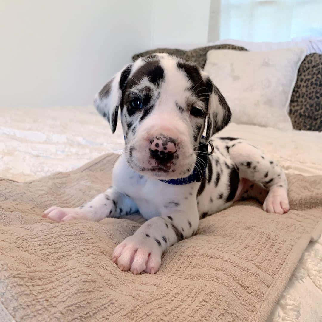 Great Dane Puppies 桌布 壁紙 — 一隻有斑點的大眼藍眼大麥町幼犬躺在床上的米色毛毯上，直視鏡頭。