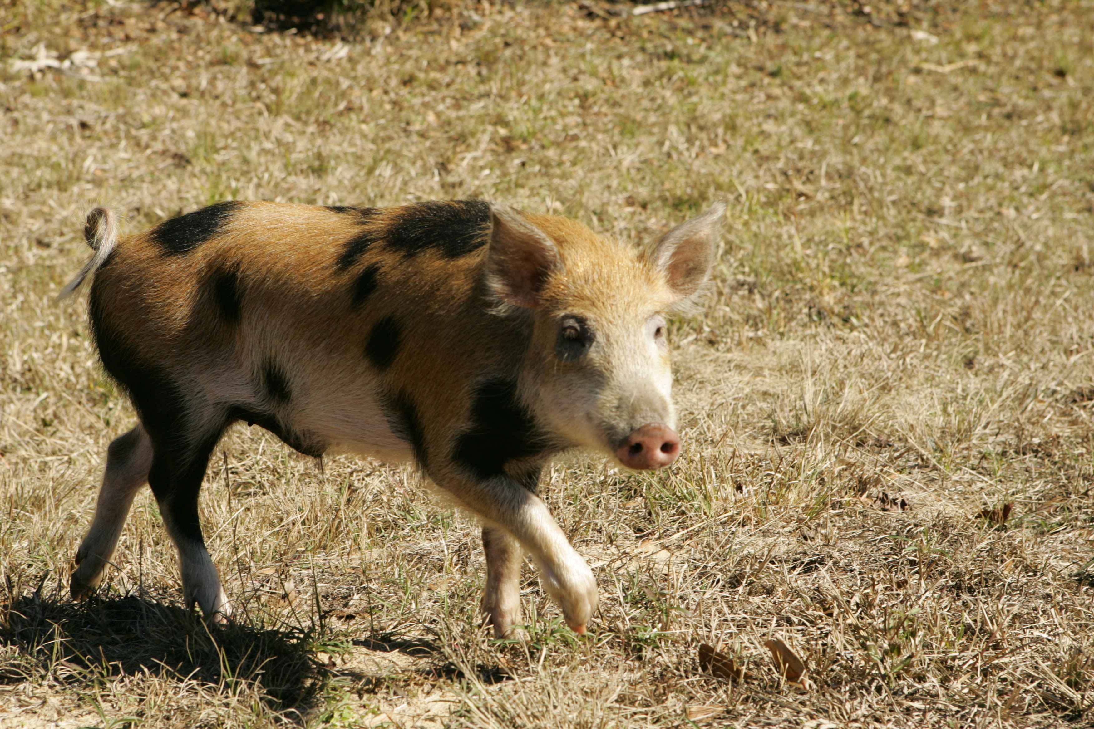 Wild Boar 桌布 壁紙 — 一隻有斑點的小豬在明亮的陽光下穿過乾草，投下清晰的影子。