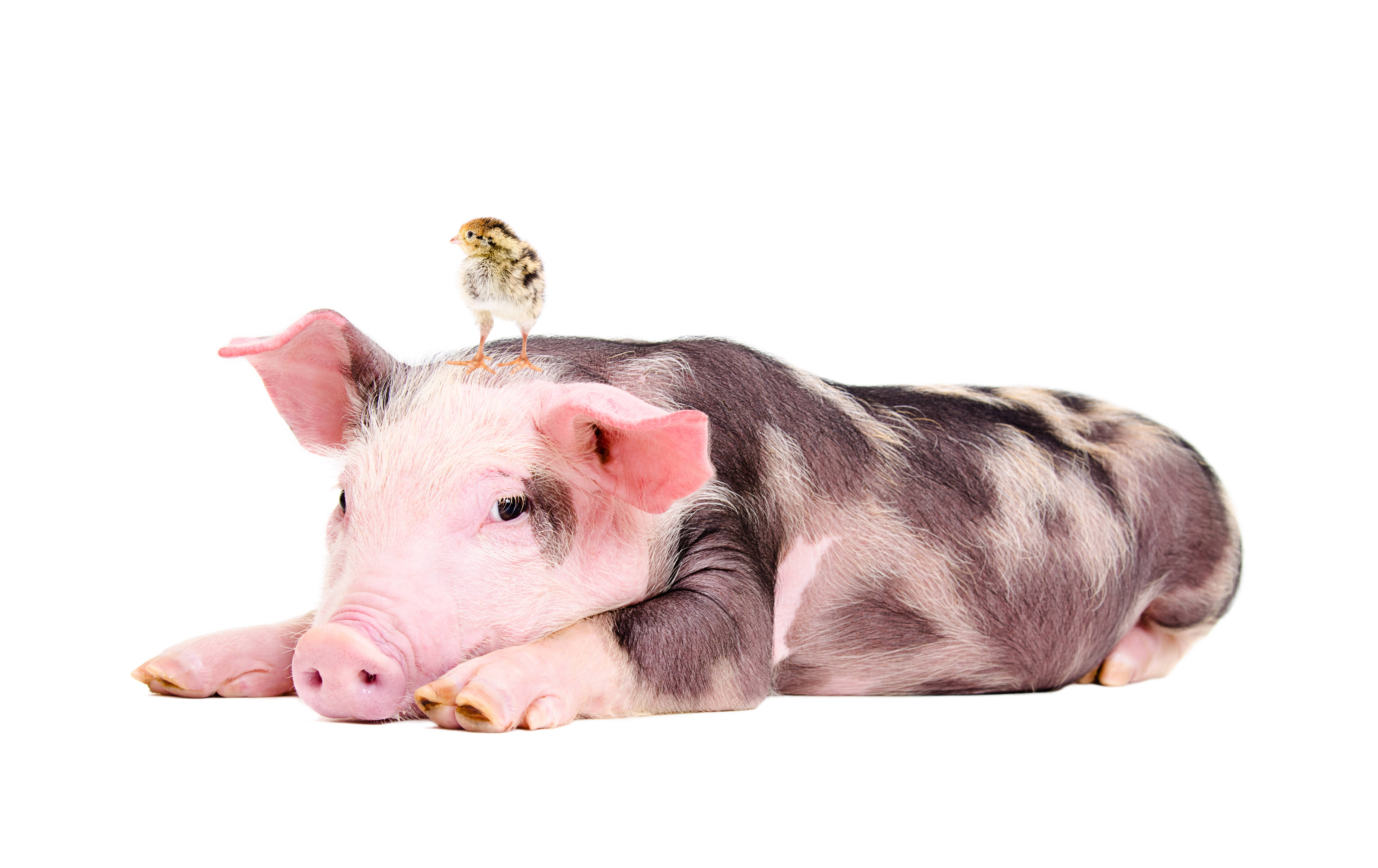 Pig 桌布 壁紙 — 一隻有斑點的小豬在純白背景上安靜地休息，頭頂上棲息著一隻小雞。