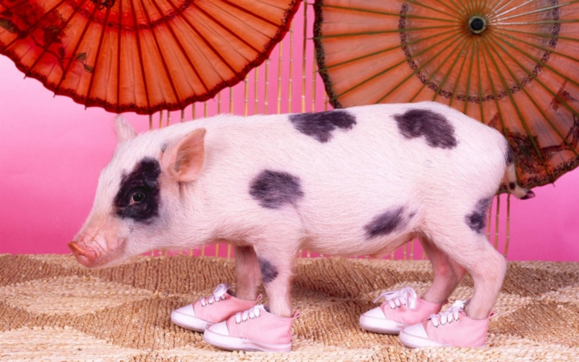 Pig 桌布 壁紙 — 一隻有斑點的小豬穿著粉紅色運動鞋，站在編織墊上，頭頂是彩色紙傘，背景是亮粉色。