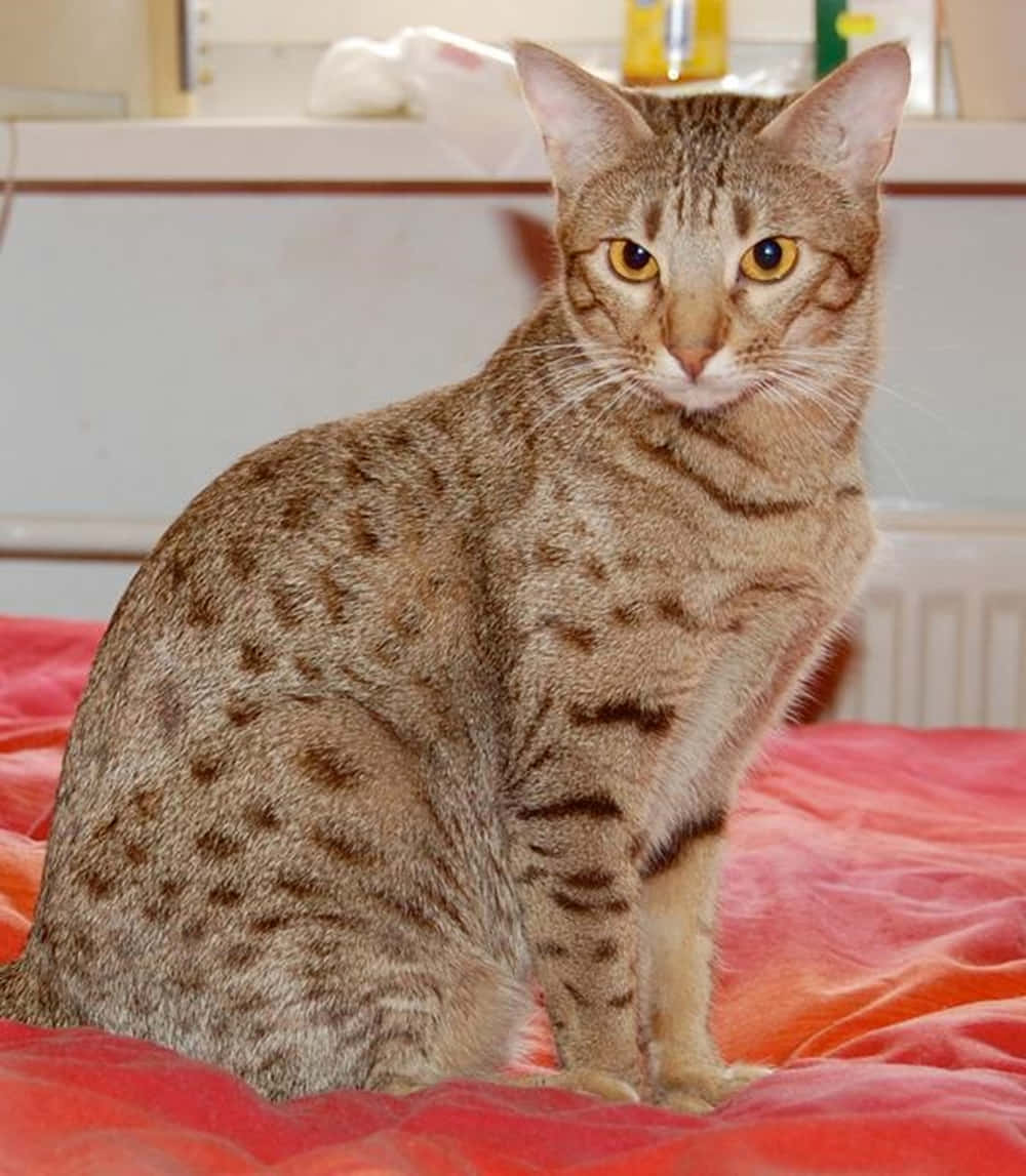 Ocicat 桌布 壁紙 — 一隻有斑點的棕色貓咪，有著明亮的黃色眼睛，警覺地坐在室內一張鮮紅色的毯子上。