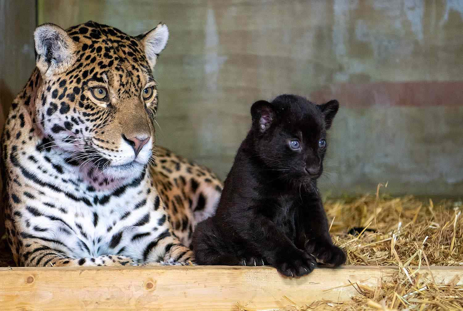 Jaguar 桌布 壁紙 — 一隻有斑點的美洲豹和一隻黑豹幼崽並排坐在木圍欄內的乾草上，平靜地凝視著相機。