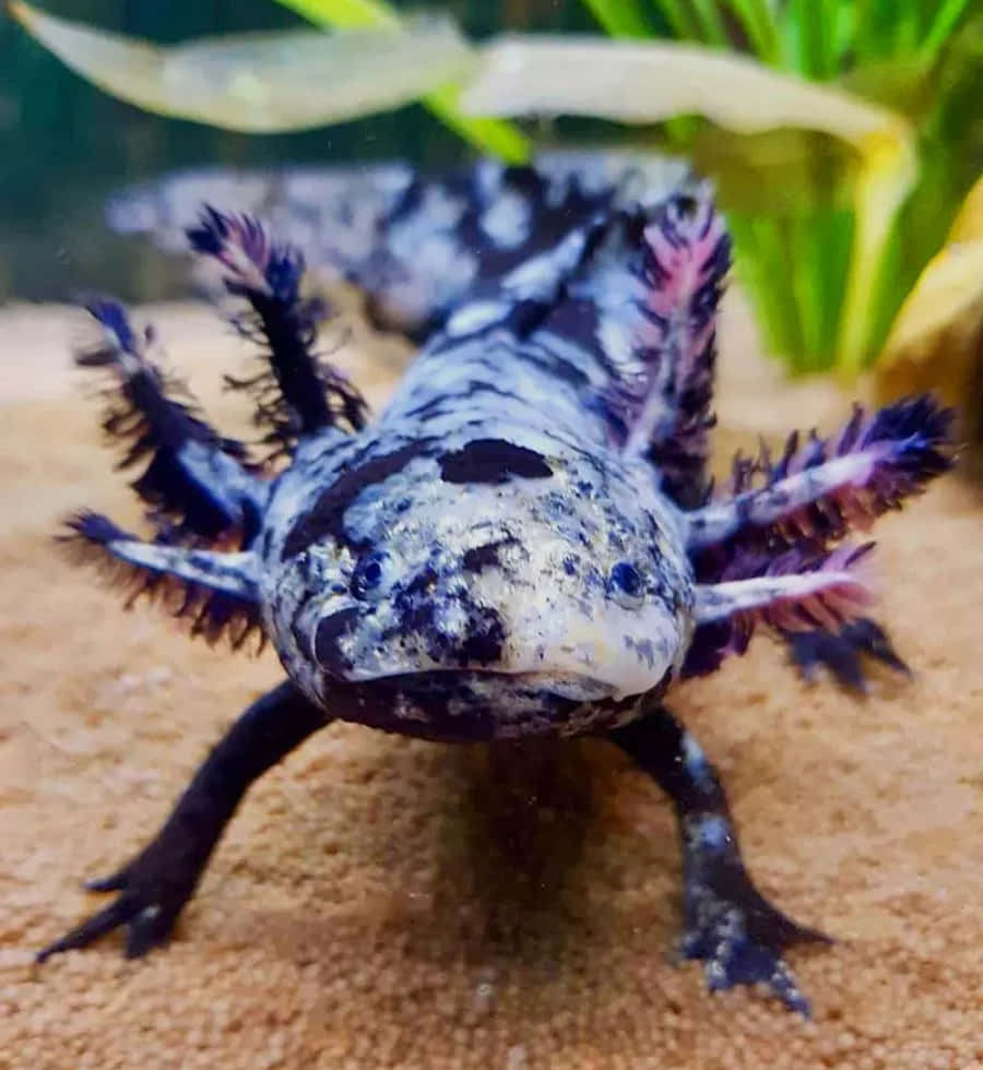 墨西哥鈍口螈 桌布 壁紙 — 一隻有斑點的蠑螈（axolotl）帶有羽毛狀鰓，在一個有綠色植物的水族箱中的沙質底材上休息的特寫。