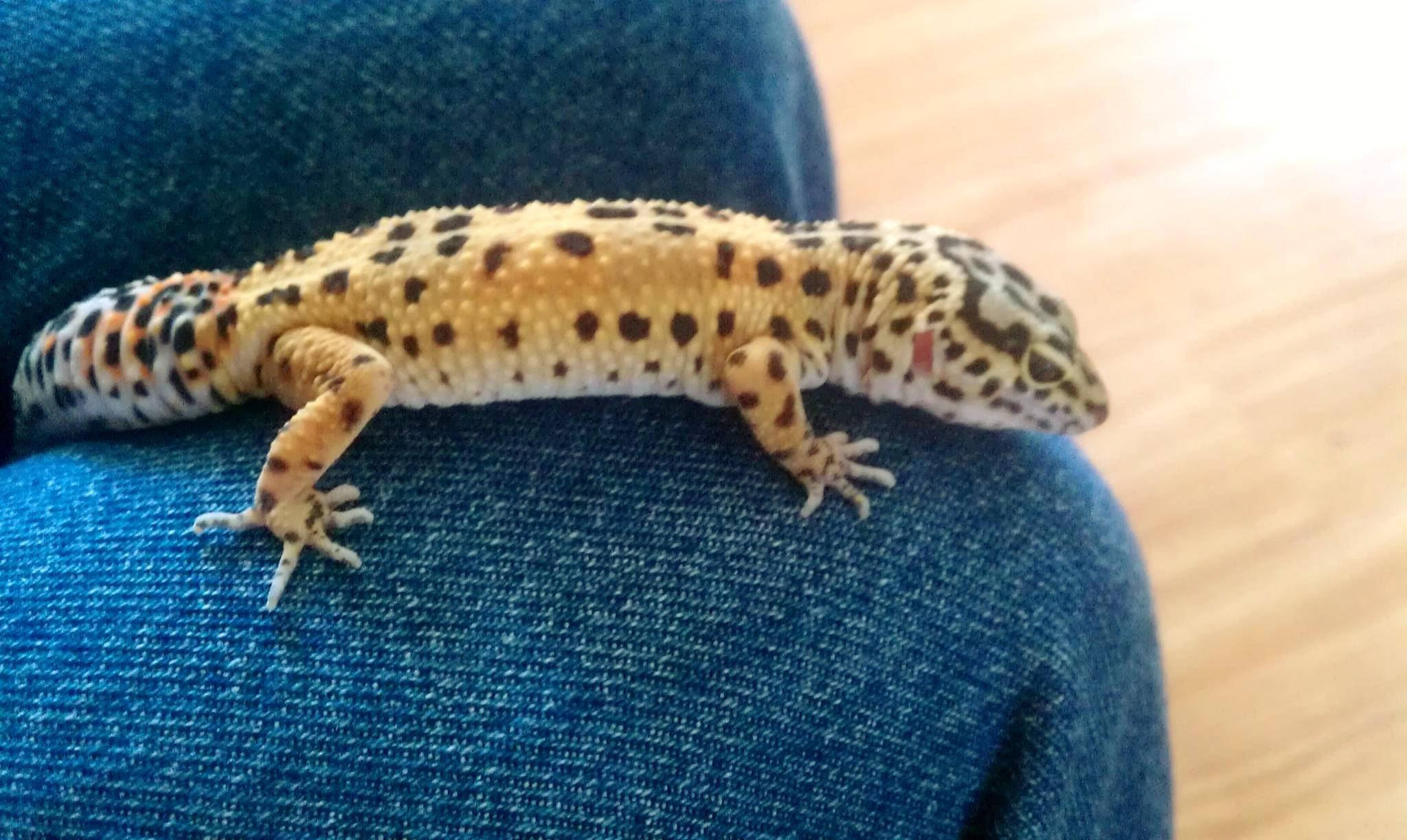 baby animal 桌布 壁紙 — 一隻有斑點的豹紋守宮平靜地休息在紋理藍色牛仔布表面上，背景是淺色木地板。
