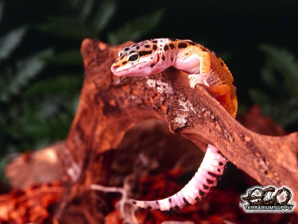 baby animal 桌布 壁紙 — 一隻有斑點的豹紋守宮警覺地棲息在一個有模糊綠色葉子的玻璃容器中的有紋理樹枝上。