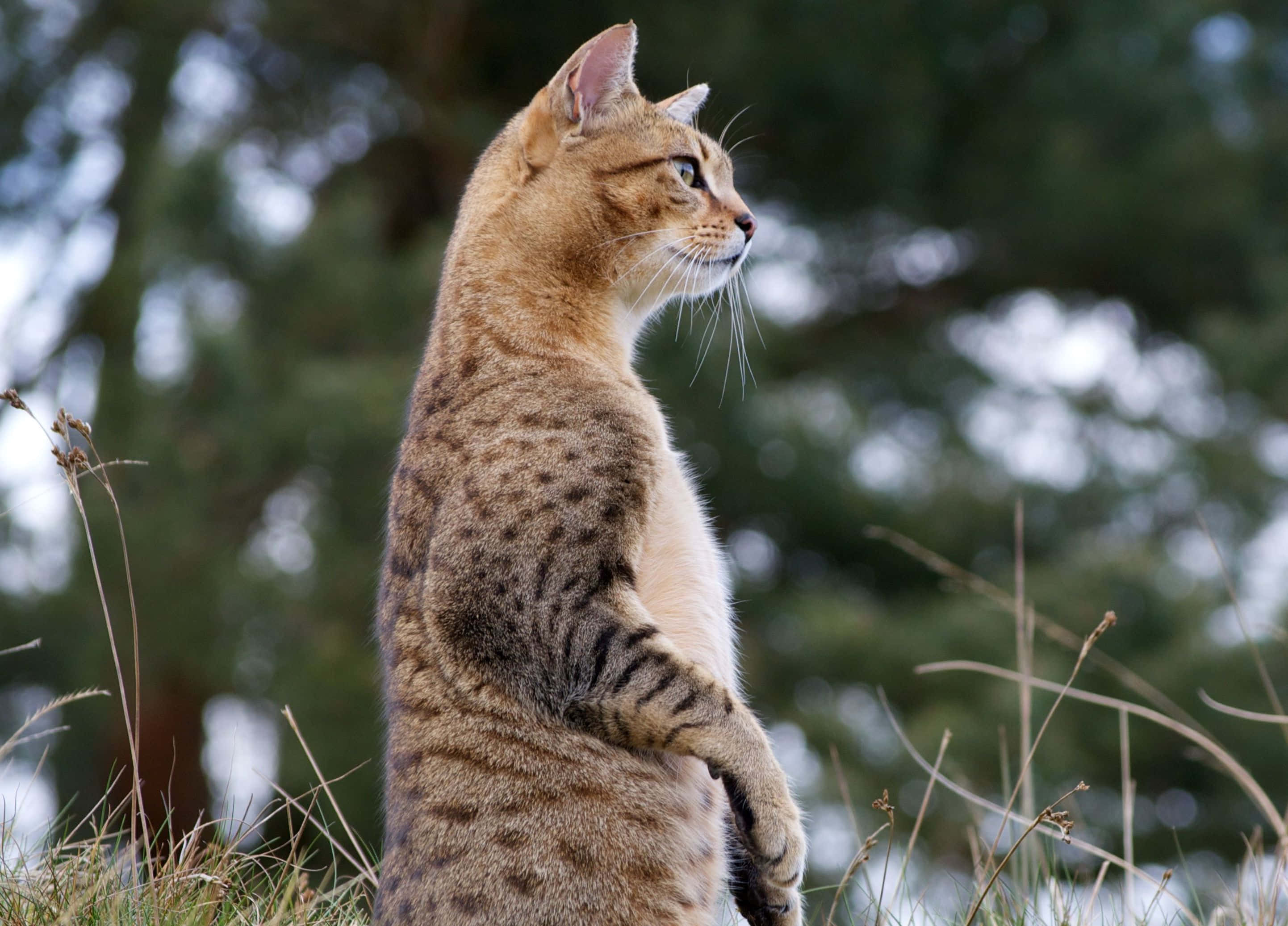 Egyptian Mau 桌布 壁紙 — 一隻有斑點的野貓在高高的草叢中警覺地站著，背景有模糊的樹木，專注地凝視遠方。