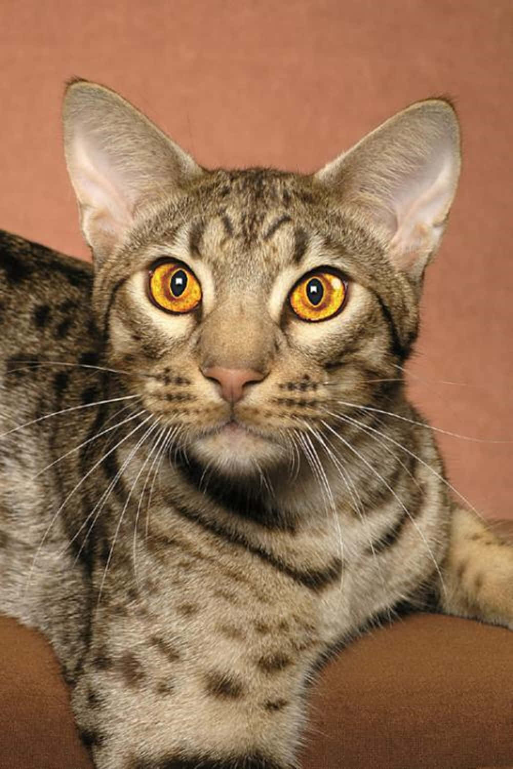 Ocicat 桌布 壁紙 — 一隻有斑點的野貓特寫，擁有引人注目的琥珀色眼睛，在溫暖的赤陶背景前凝視著。