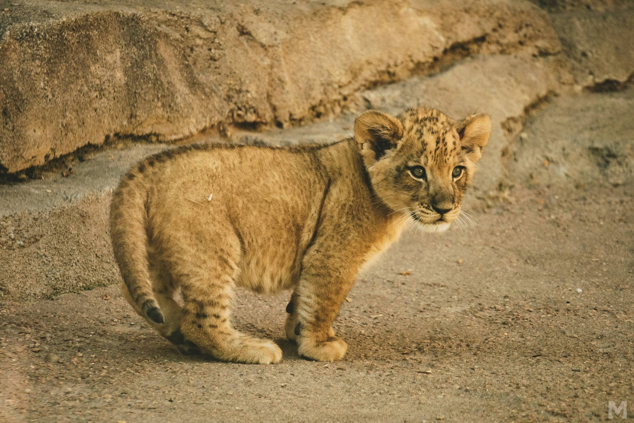 Baby Lion 桌布 壁紙 — 一隻有斑點皮毛的年輕獅子幼崽在岩石牆附近的塵土上警覺地站立。