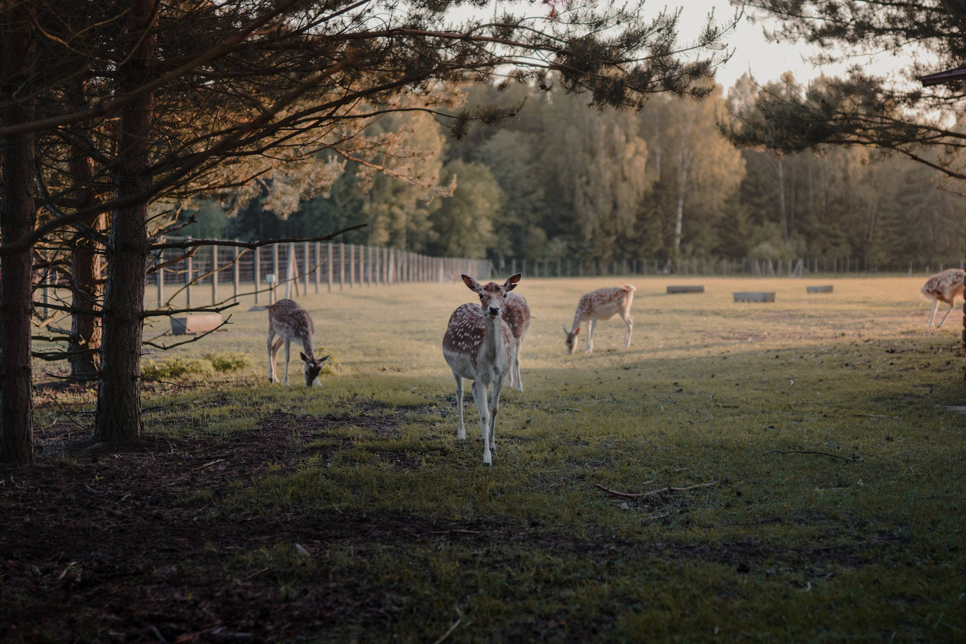 farm animals 桌布 壁紙 — 一隻有斑點皮毛的年輕鹿在陽光明媚、松樹環繞的草地上警覺地站著，其他鹿在附近吃草。