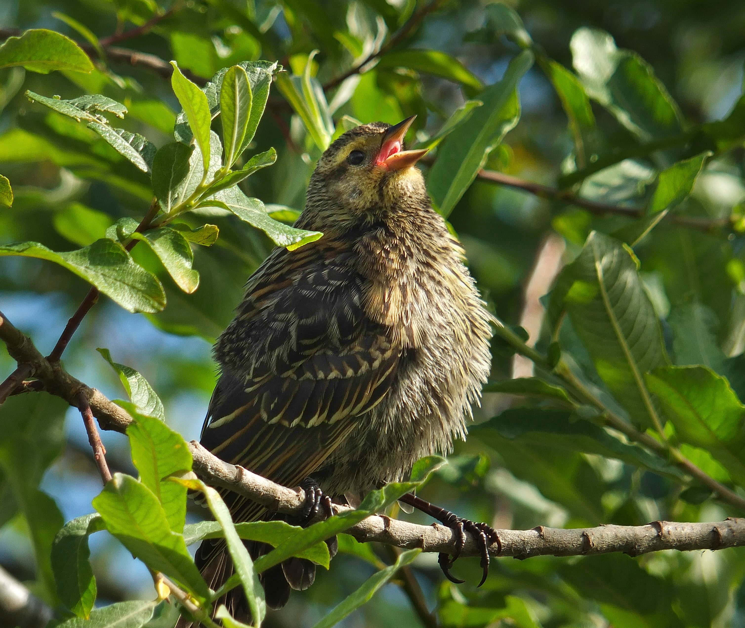 Birds Chirping 桌布 壁紙 — 一隻有條紋羽毛的幼鳥棲息在樹枝上，喙張開好像在唱歌，周圍是茂密的綠葉。