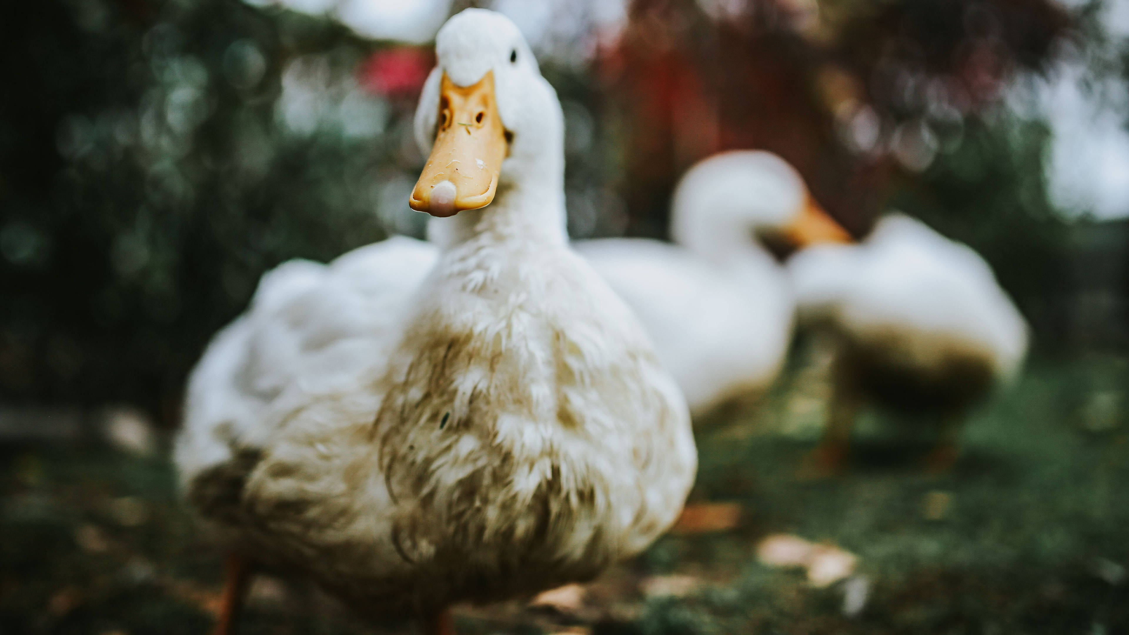 White Duck 桌布 壁紙 — 一隻有橙色喙的白色鴨子站在草地上的特寫，背景有模糊的樹葉。