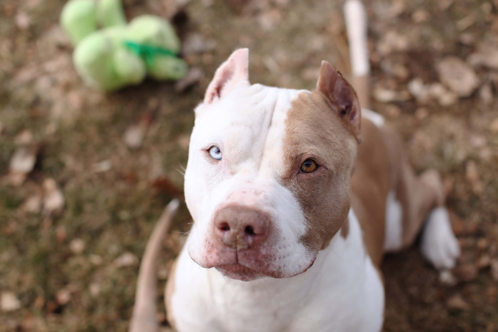 Pitbull 桌布 壁紙 — 一隻有異色瞳（一隻藍眼一隻棕眼）的比特犬，在草地靠近綠色玩具向上看。