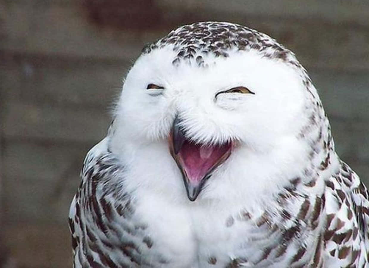 Laughing 桌布 壁紙 — 一隻有白色和棕色斑點羽毛的雪鴞正在打呵欠，露出粉紅色的舌頭和深色的喙。