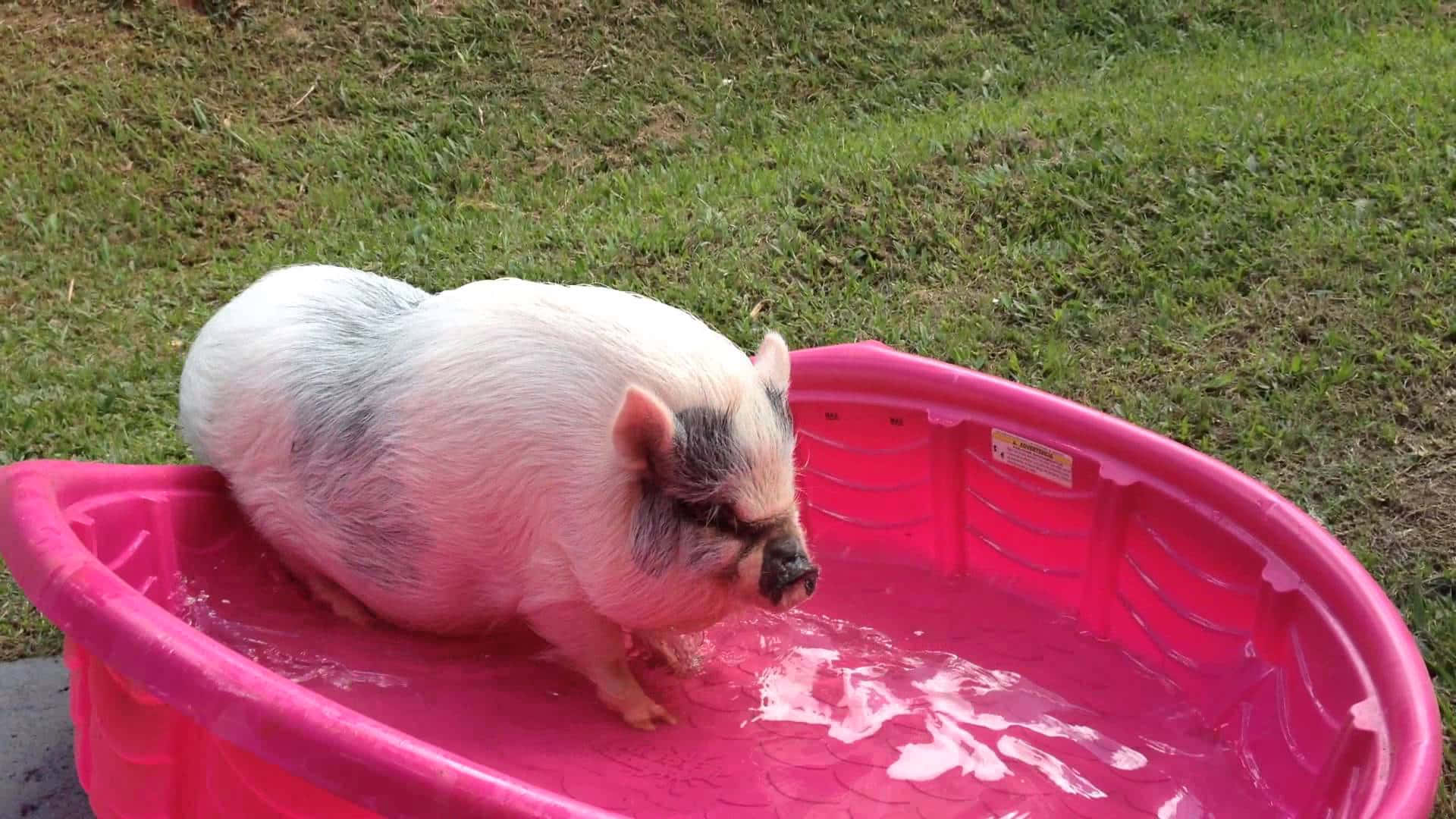 Pig 桌布 壁紙 — 一隻有白色和灰色毛的小豬站在草地上一個充滿水的亮粉紅色塑膠兒童泳池中。