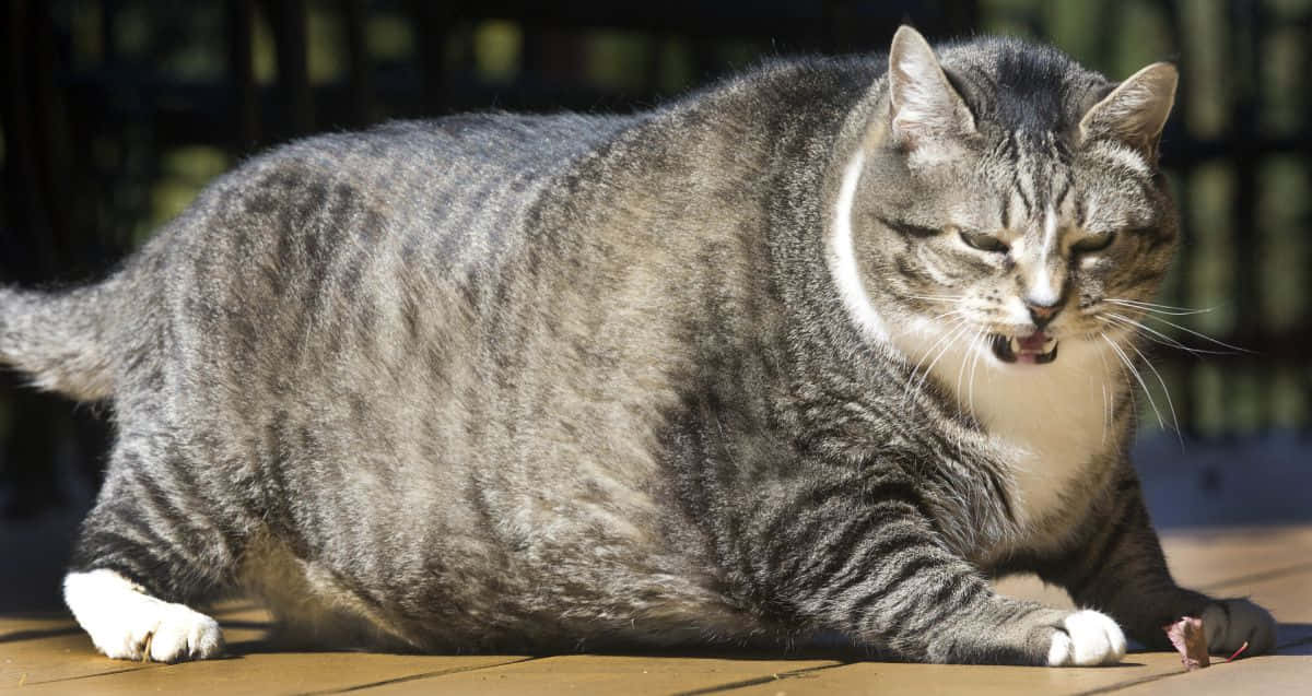 Fat Cat 桌布 壁紙 — 一隻有白色爪子的豐滿灰色虎斑貓躺在木甲板上，沐浴在明亮的陽光下，咀嚼著一小塊肉。