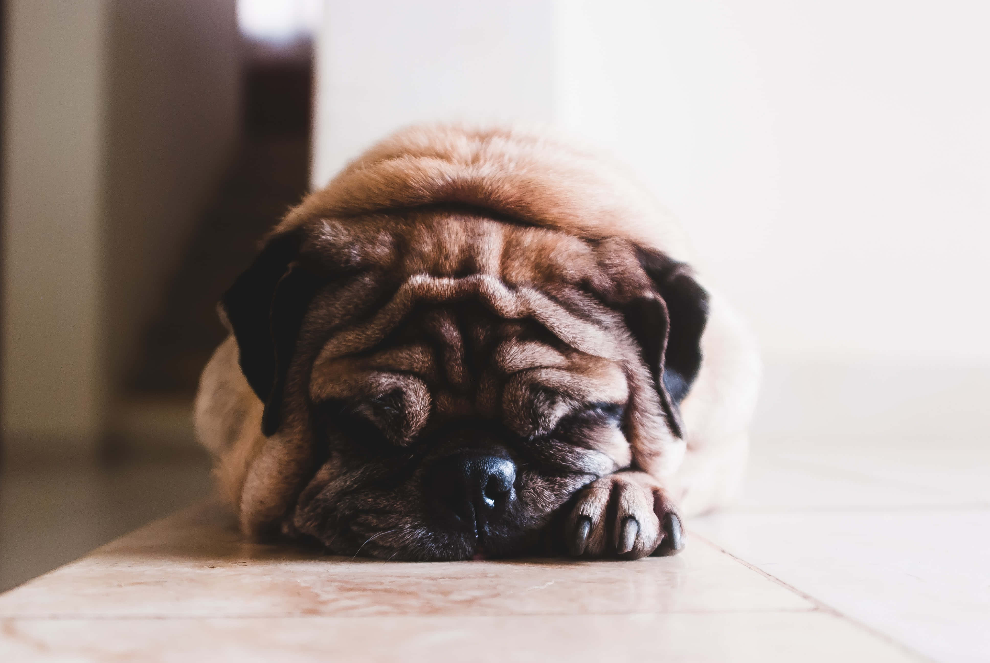狗 桌布 壁紙 — 一隻有皺紋的淺黃色八哥犬在淺色木地板上將頭放在爪子上安詳地睡覺。