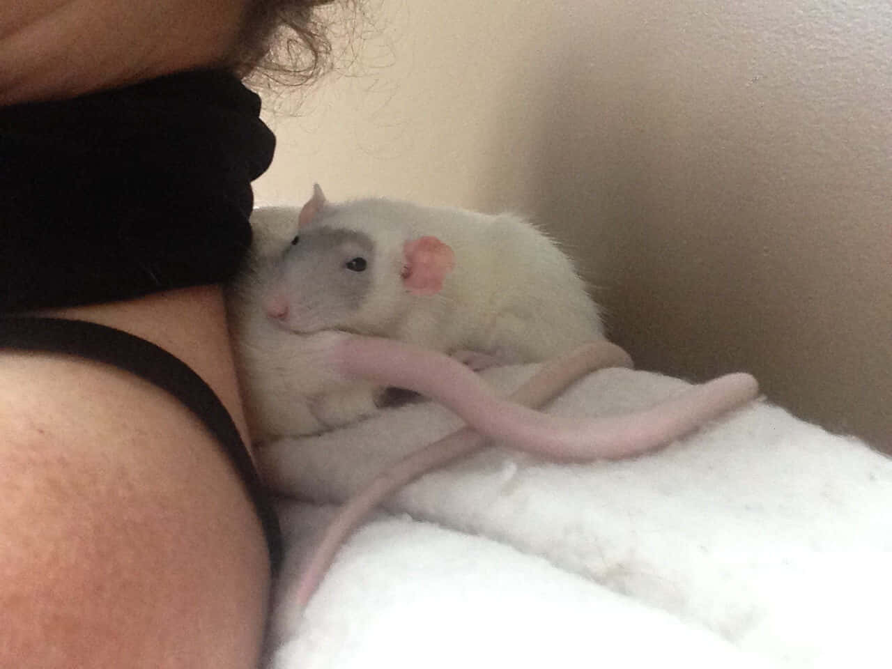 Rat 桌布 壁紙 — 一隻有粉紅色耳朵和尾巴的白老鼠，在柔軟的白色毛毯上，在人的手臂旁邊安靜地休息。
