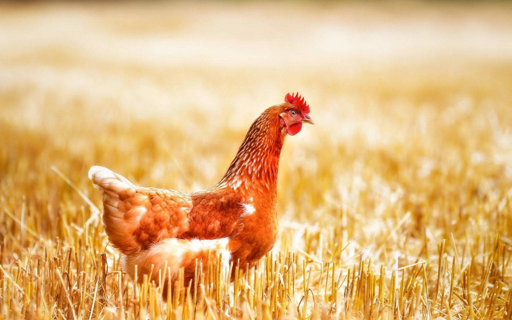 farm animals 桌布 壁紙 — 一隻有紅色雞冠的棕色母雞在溫暖陽光下的金色麥田裡警覺地站著。