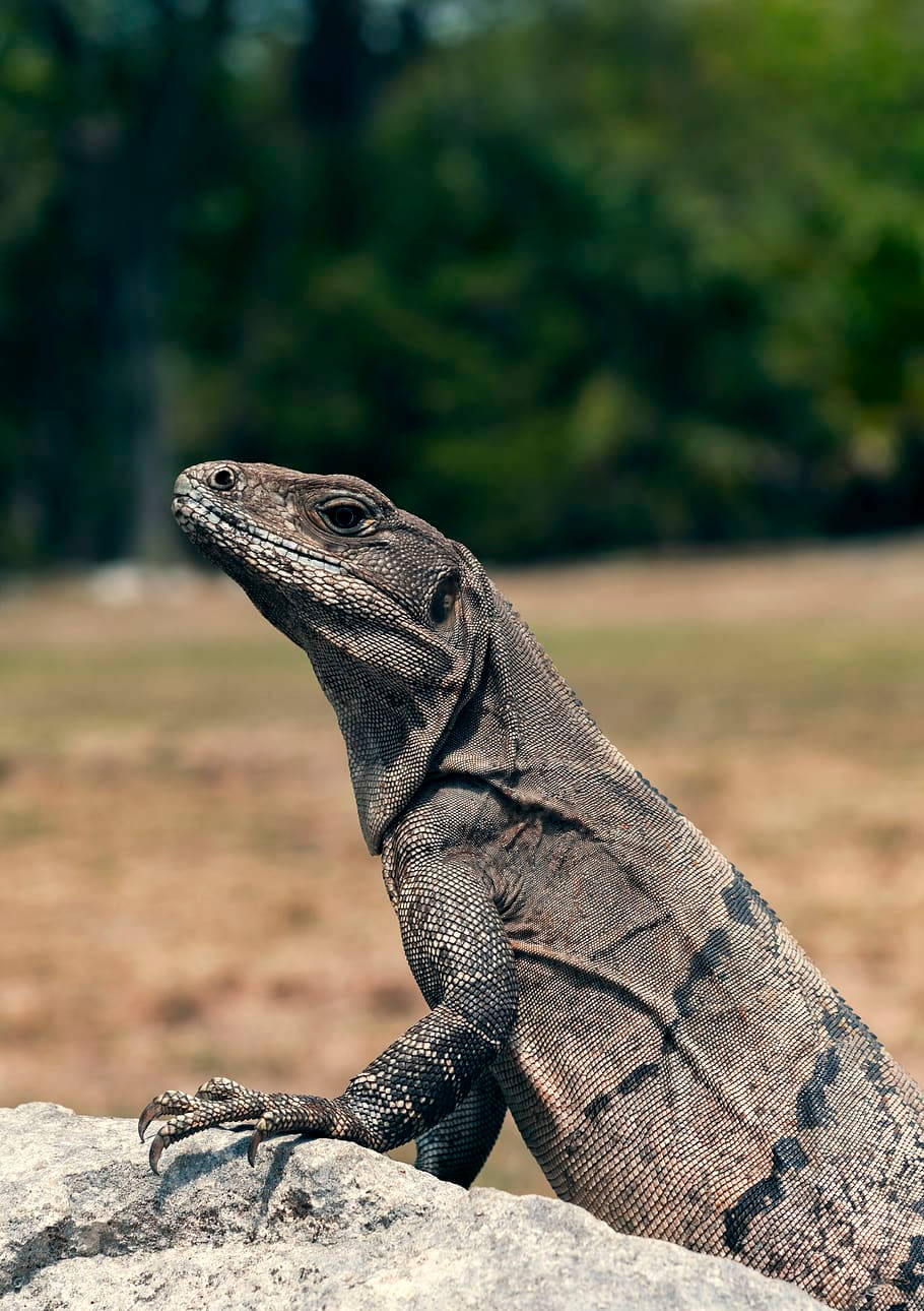 reptile 桌布 壁紙 — 一隻有紋理的灰色蜥蜴近距離特寫，棲息在陽光照射的岩石上，背後有模糊的綠色樹葉。