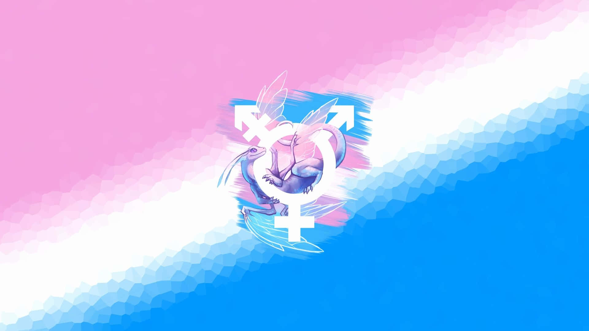 transgender 桌布 壁紙 — 一隻有翼的風格化龍纏繞著跨性別驕傲旗幟標誌，背景為粉藍漸變色。