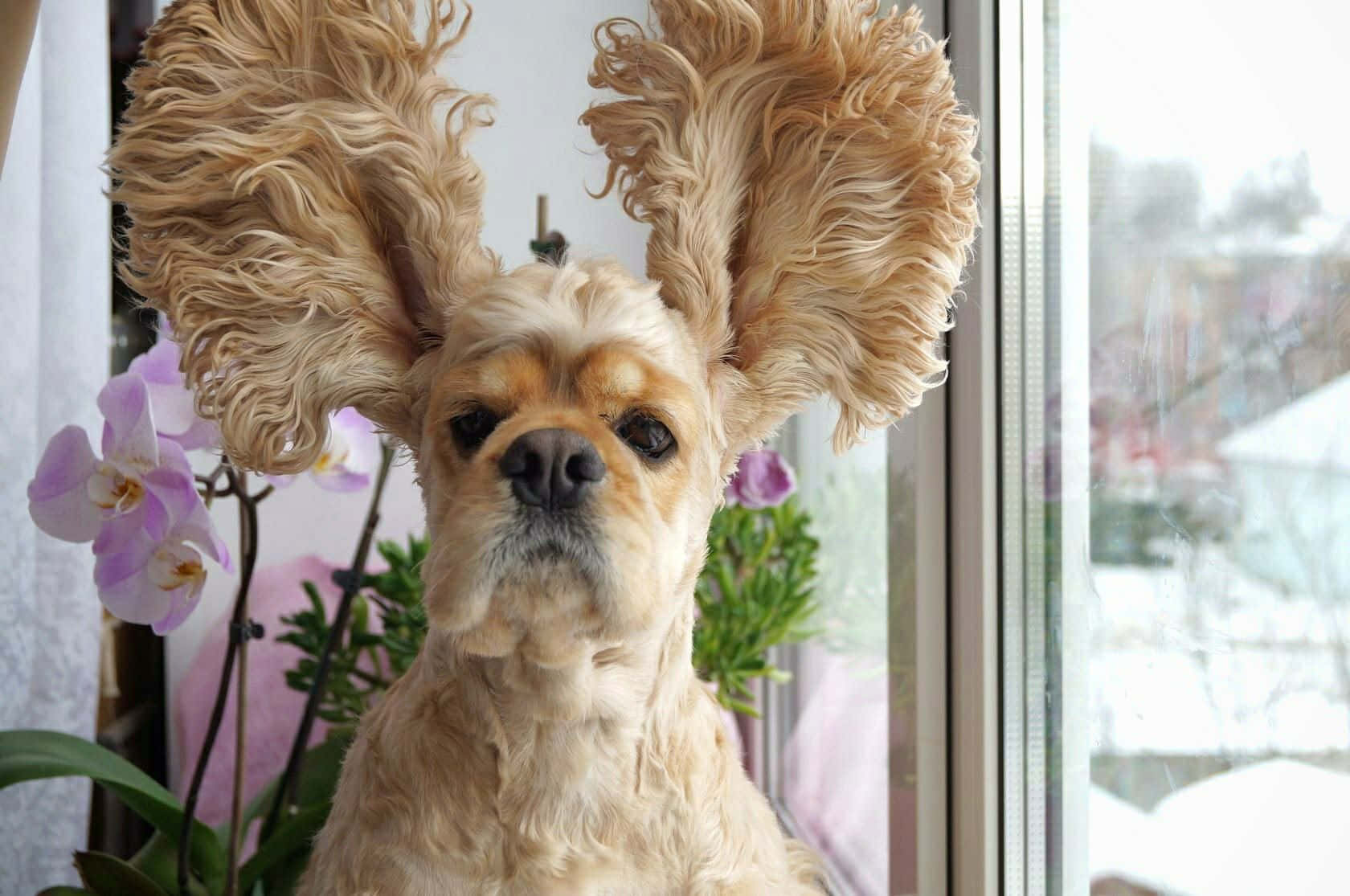 Silly Dog 桌布 壁紙 — 一隻有蓬鬆耳朵的可卡普坐在窗邊，旁邊有紫色蘭花，直視鏡頭。