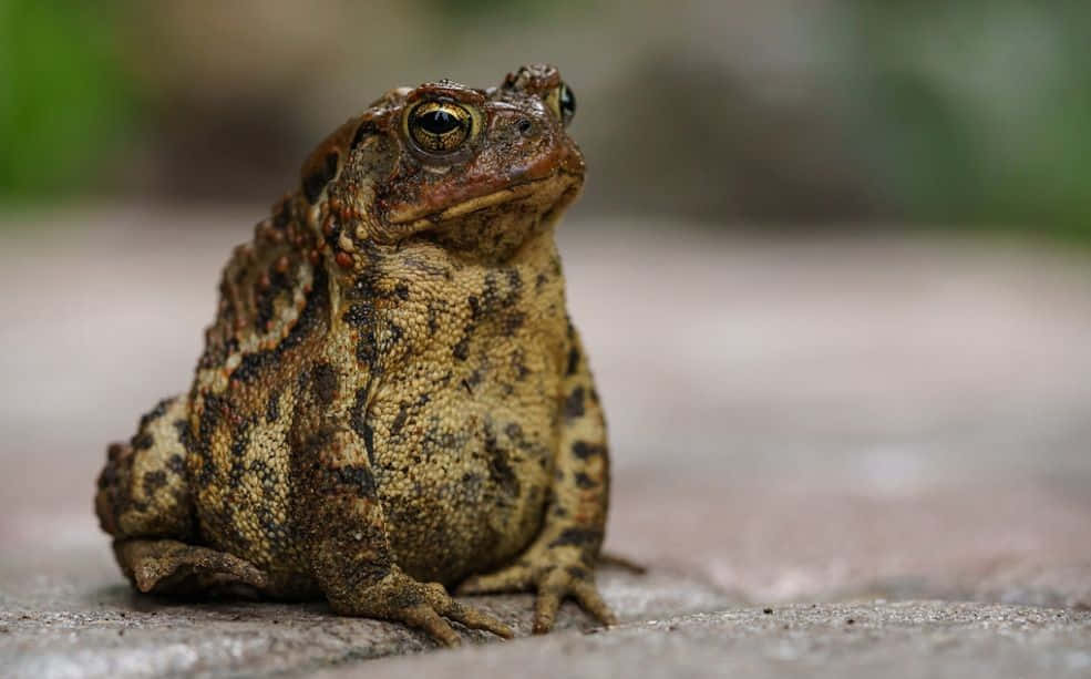 toad 桌布 壁紙 — 一隻有金色眼睛的紋理蟾蜍坐在混凝土表面上，背景是模糊的綠色。