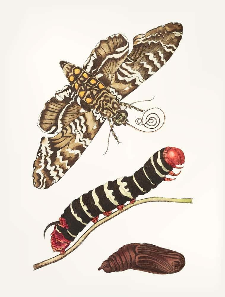 Butterfly Metamorphosis 桌布 壁紙 — 一隻有鋸齒翅膀的插圖蛾在其黑白條紋毛蟲和棕色蛹上方盤旋。
