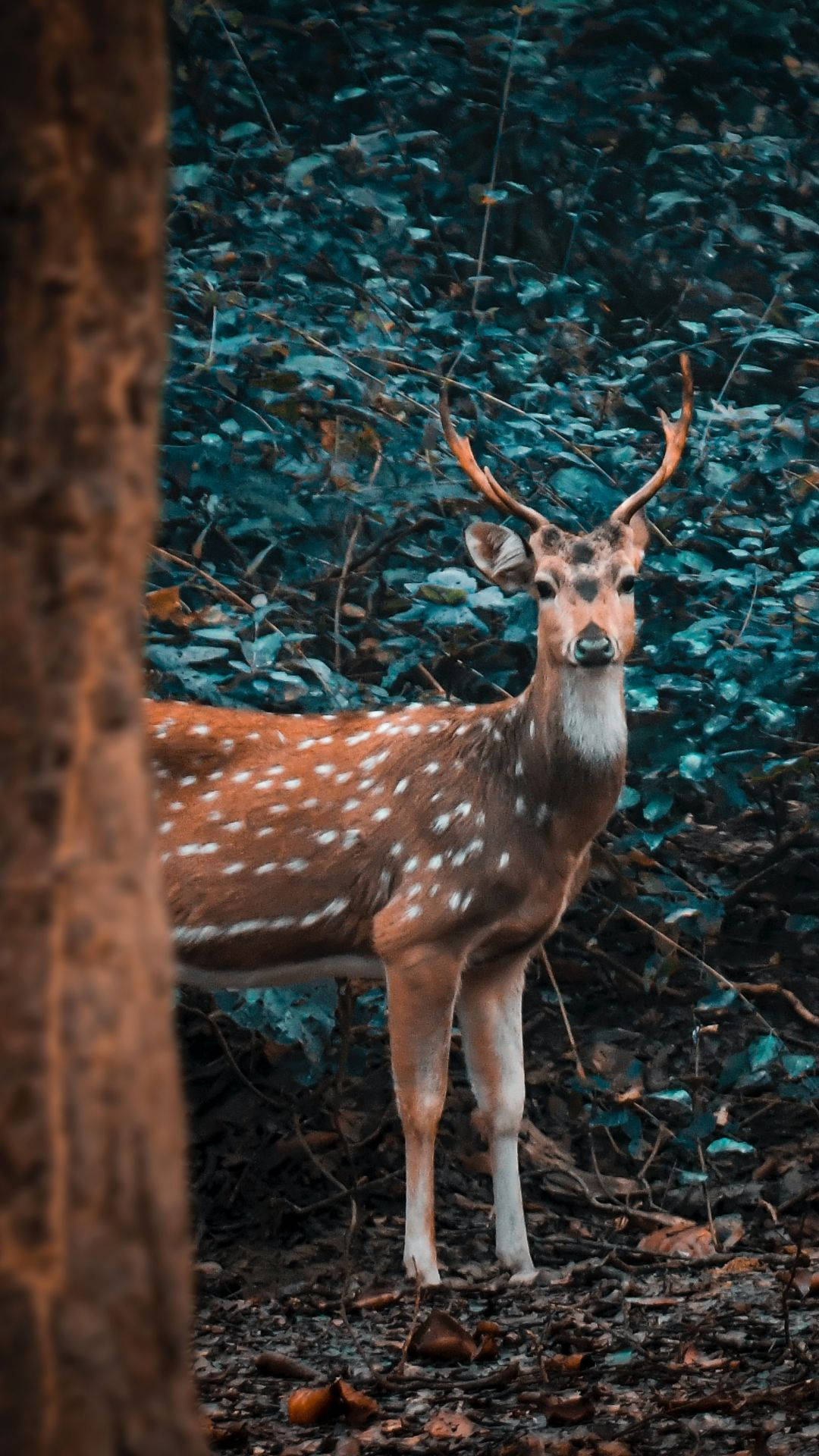 Deer iPhone 桌布 壁紙 — 一隻有鹿角的斑點鹿在茂密森林中警覺地站著，被樹幹框住，背景是青綠色的樹葉。