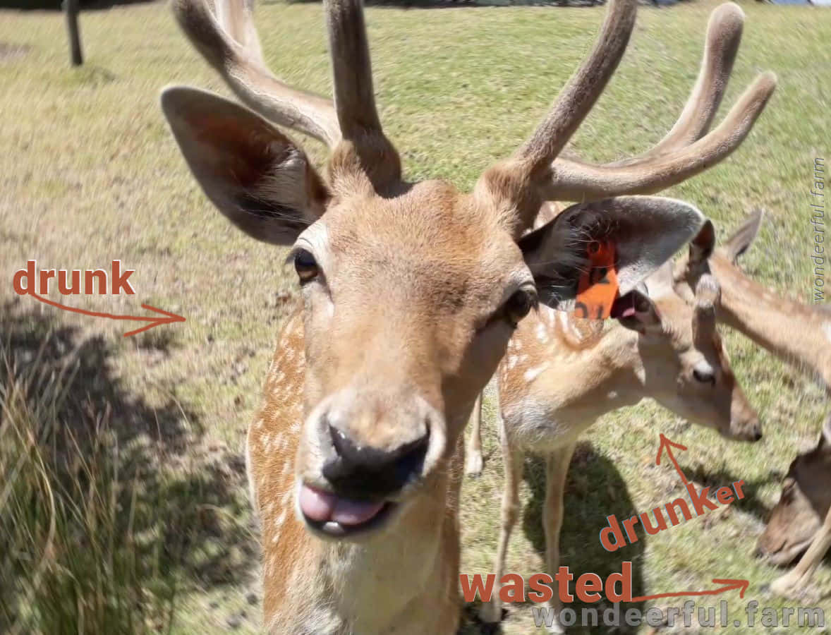 Funny Deer 桌布 壁紙 — 一隻有鹿角的斑點鹿在草地上伸出舌頭的近距離照片，帶有幽默的文字疊加。