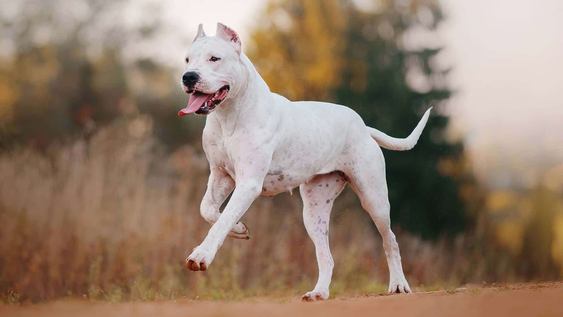 Dogo Argentino 桌布 壁紙 — 一隻有黑色斑點的白狗在柔和陽光下，歡快地跳躍穿過金色的秋田野地。