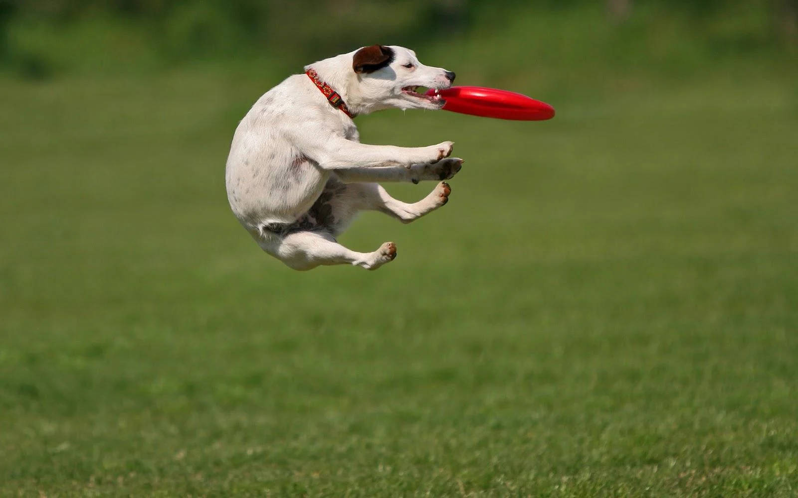 Ultimate Frisbee 桌布 壁紙 — 一隻有黑色斑點的白狗在草地上躍起，用嘴接住一個紅色飛盤。
