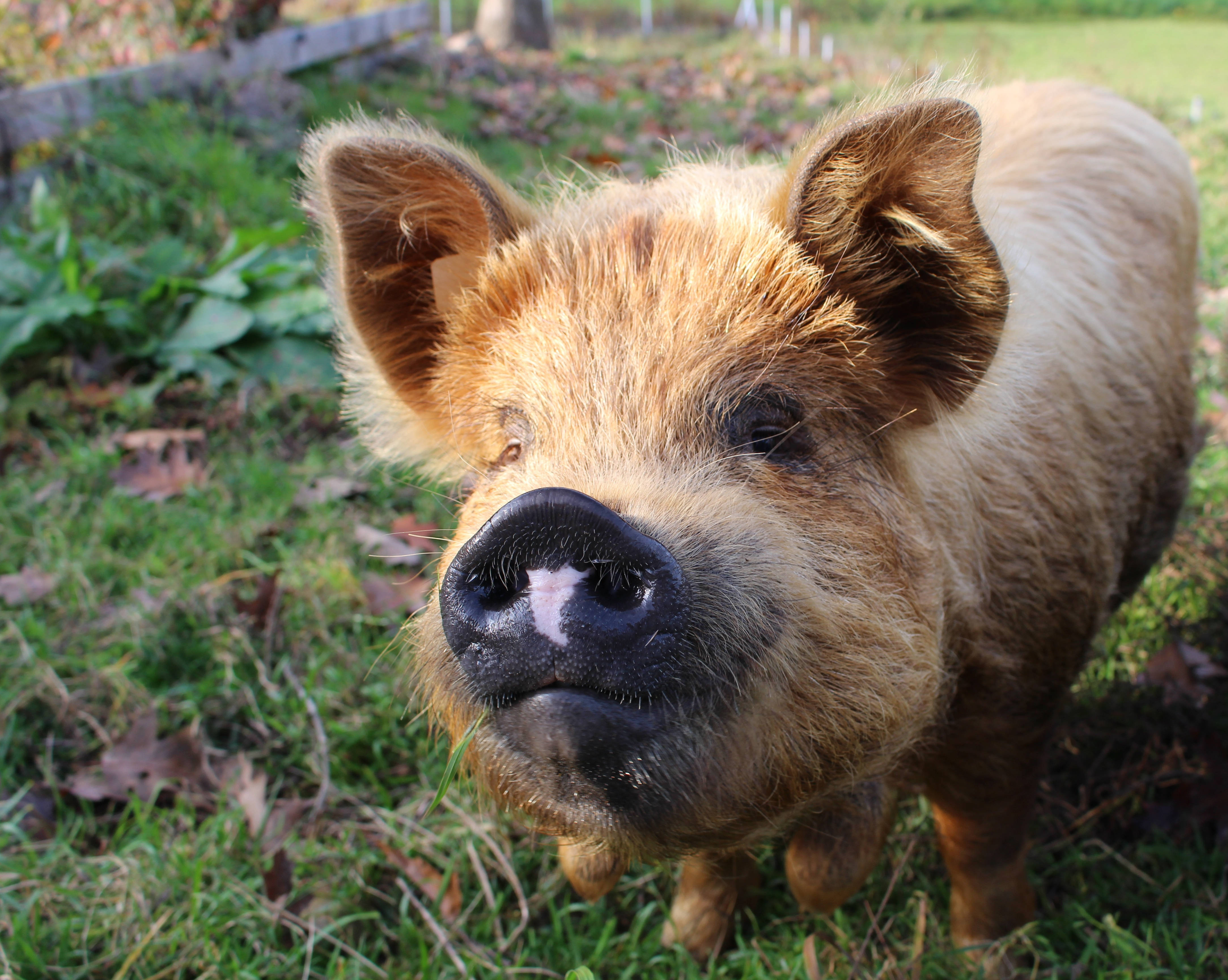 Pig 桌布 壁紙 — 一隻有黑色鼻子的毛茸茸棕色豬站在有落葉的草地上特寫。