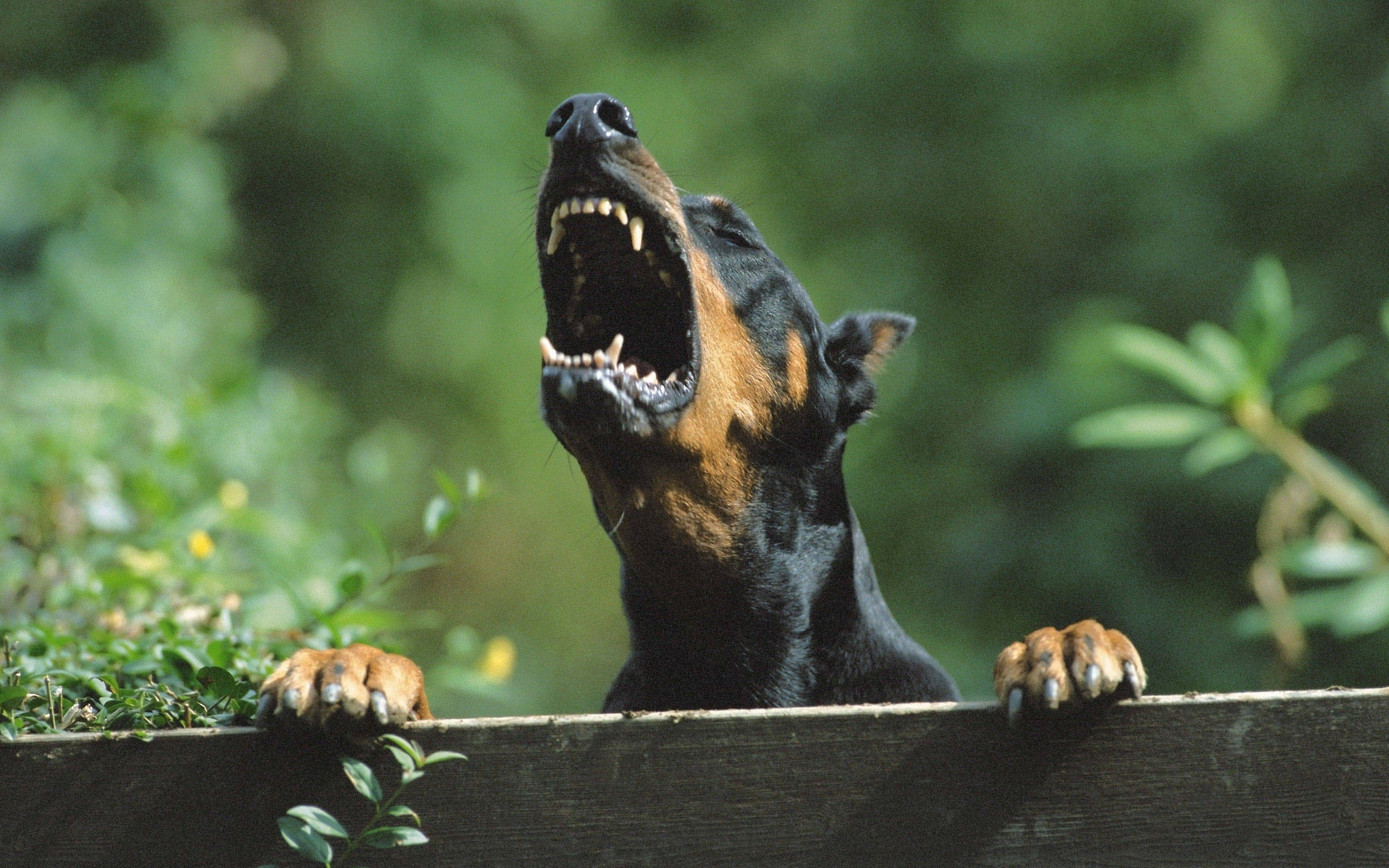 Doberman 桌布 壁紙 — 一隻杜賓犬在木柵欄上張大嘴巴兇猛地吠叫，背景是模糊的綠色。