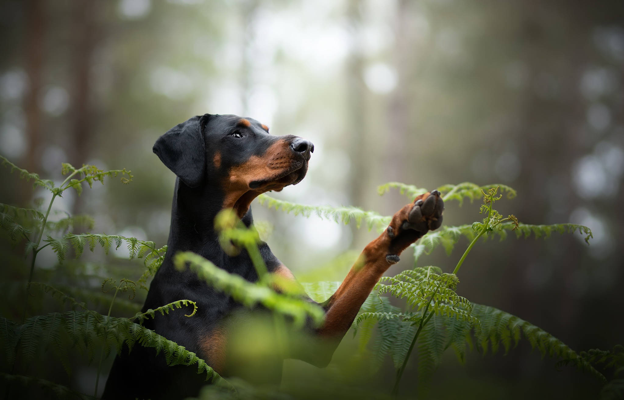 Dog Desktop 桌布 壁紙 — 一隻杜賓犬在霧氣瀰漫的森林中，警覺地站在茂密的蕨類植物間，專注地向上凝視。