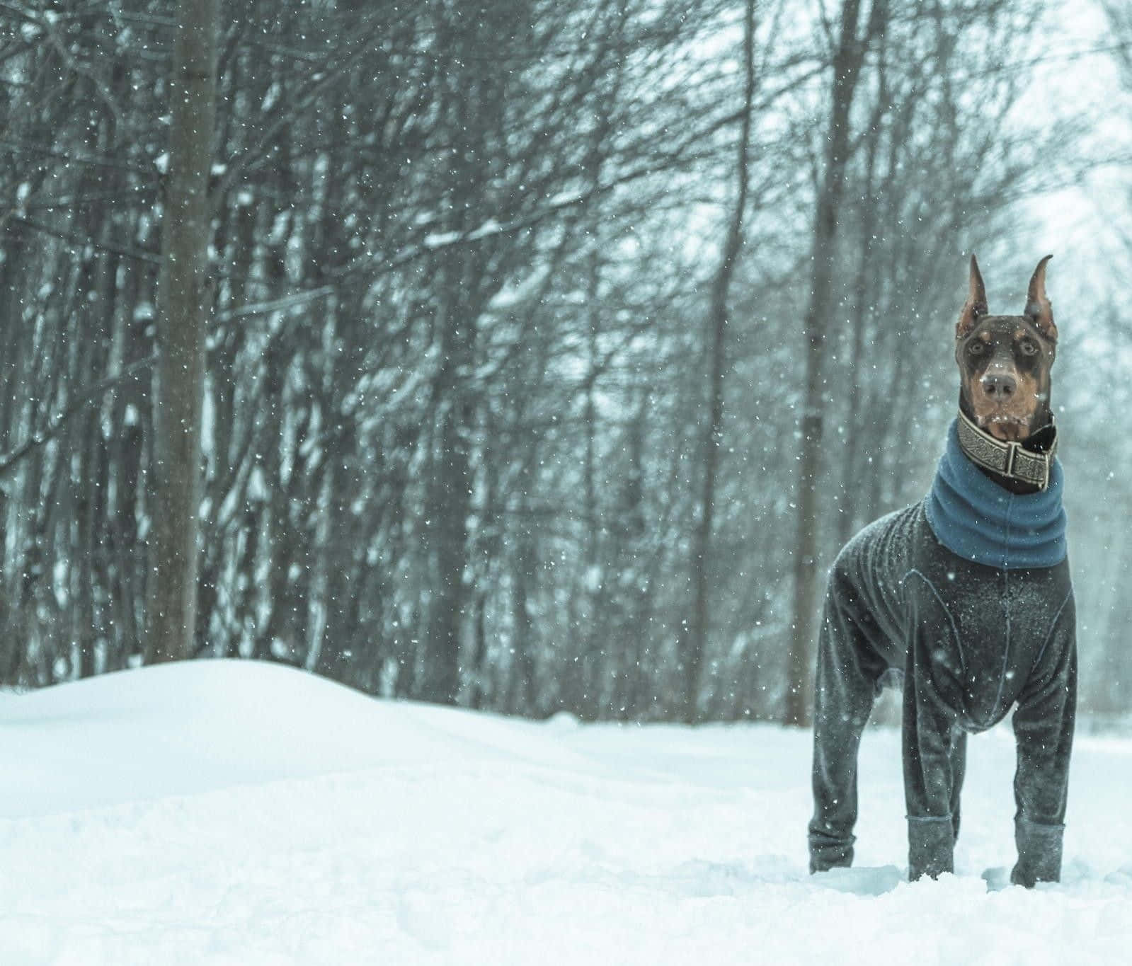 Winter Animal 桌布 壁紙 — 一隻杜賓犬戴著藍色圍巾和灰色雪地裝，在輕柔降雪中警覺地站在雪地森林裡。