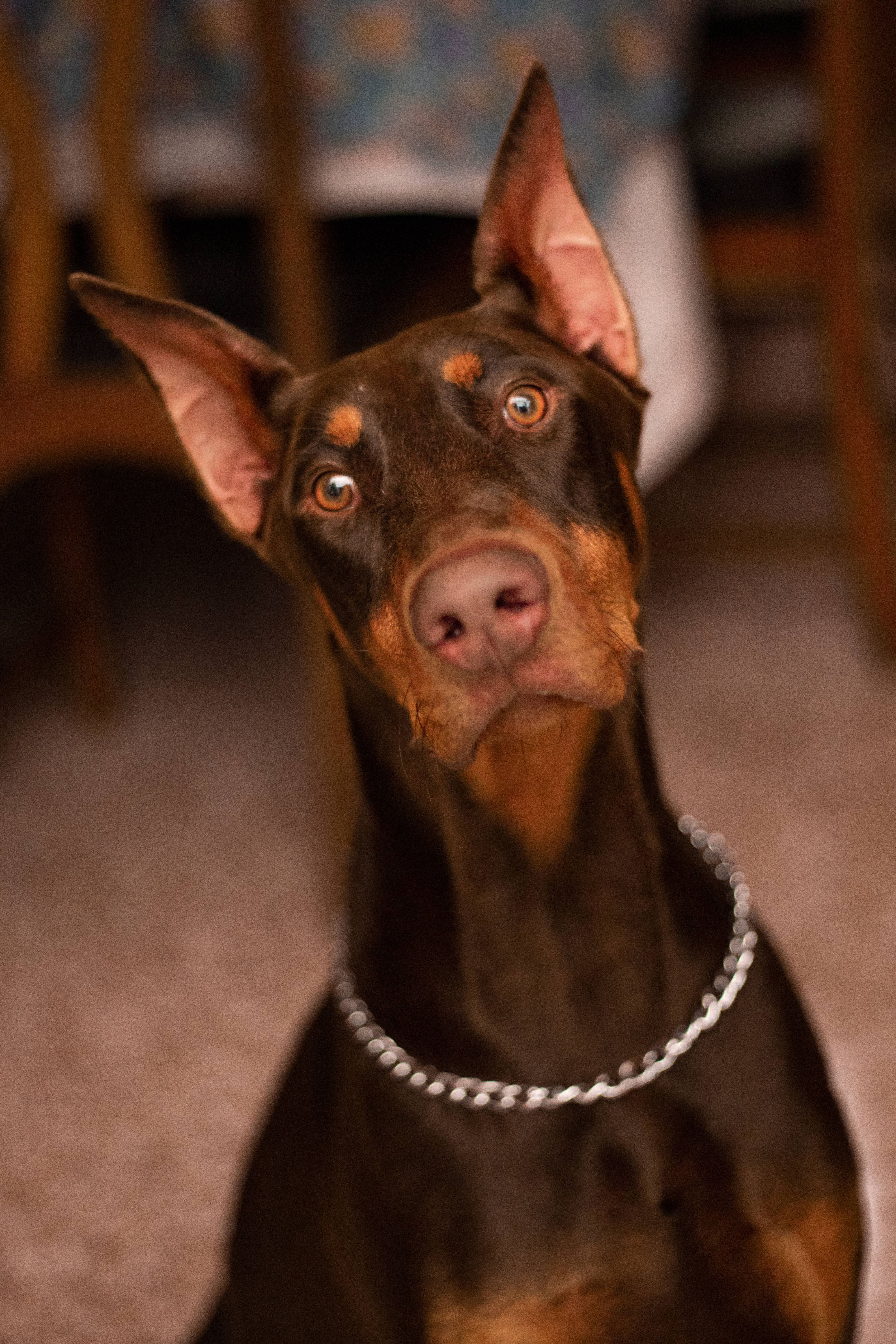 Doberman 桌布 壁紙 — 一隻杜賓犬的特寫，豎起警覺的耳朵，溫暖的琥珀色眼睛在室內抬頭看著鏡頭。