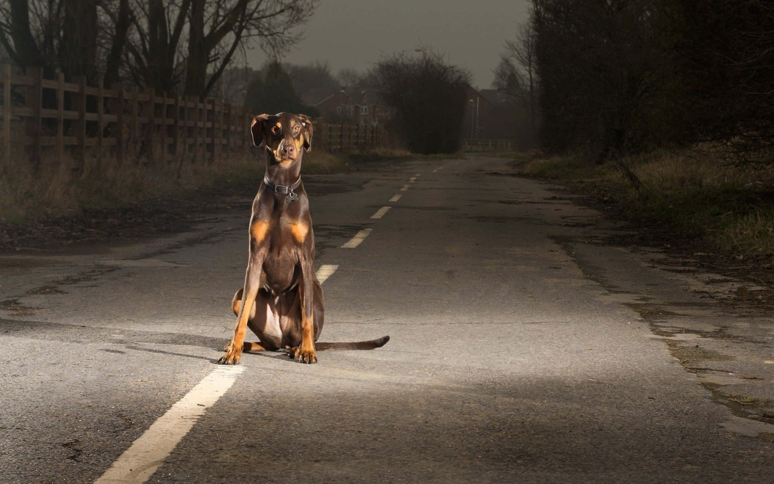 狗 桌布 壁紙 — 一隻杜賓犬警覺地坐在霧氣瀰漫的鄉村道路中央，被一道光束照亮。