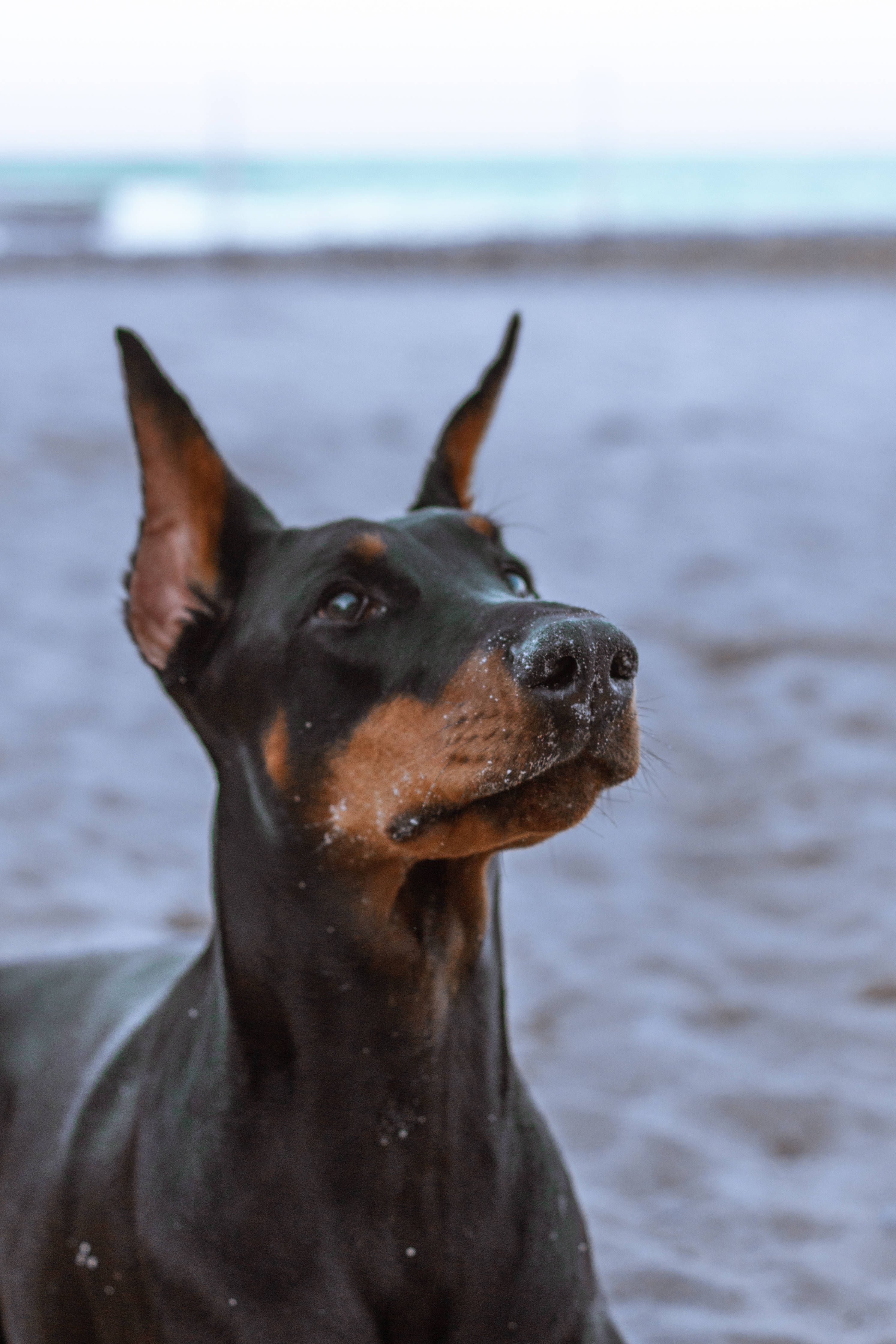 Doberman 桌布 壁紙 — 一隻杜賓犬豎起警覺的耳朵，沾滿沙子的口鼻，在模糊的海灘上仰望，背景是海浪。