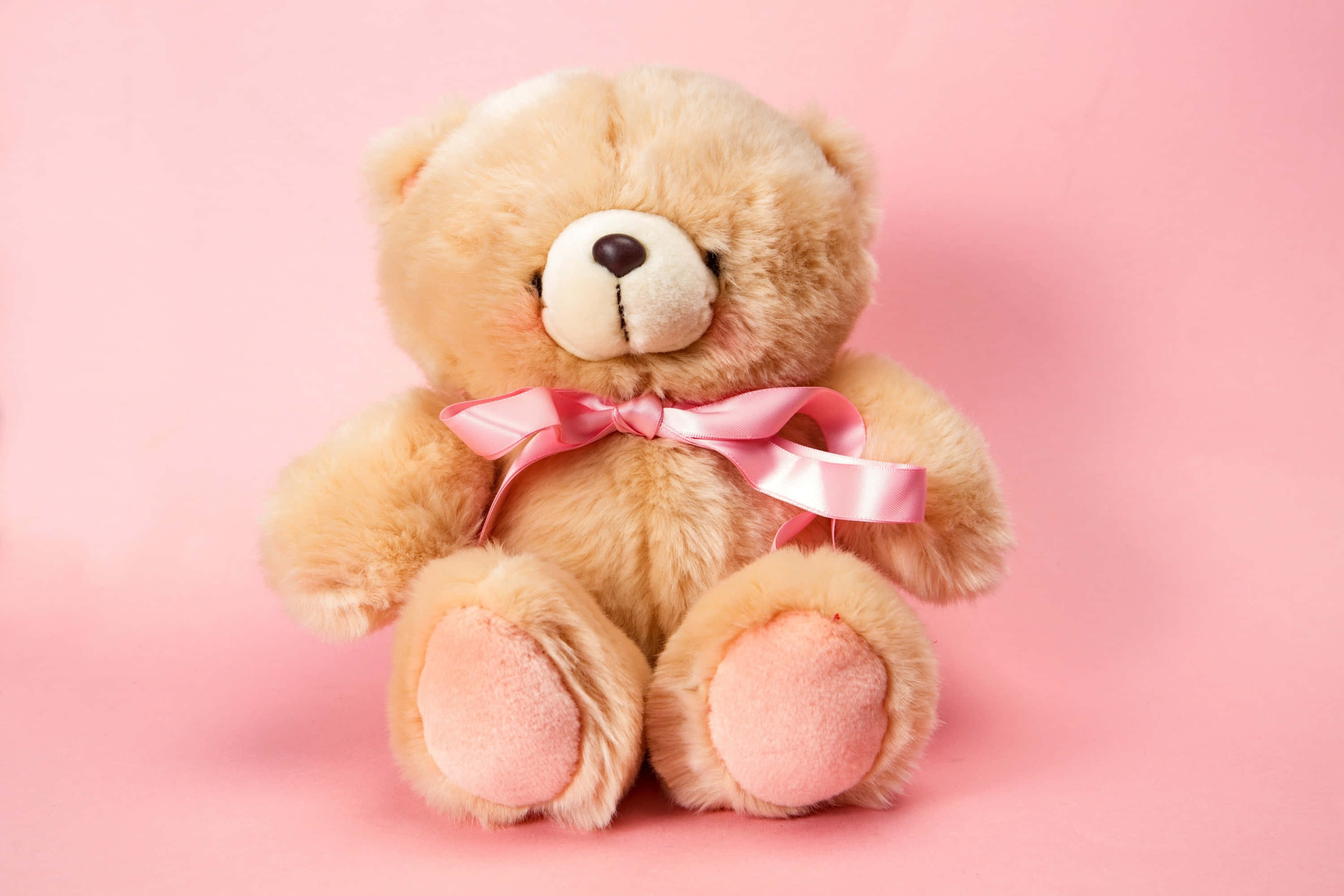 Cute Teddy 桌布 壁紙 — 一隻柔軟的淺棕色泰迪熊，繫著粉紅色緞帶蝴蝶結，坐在純色粉彩粉紅背景中央。