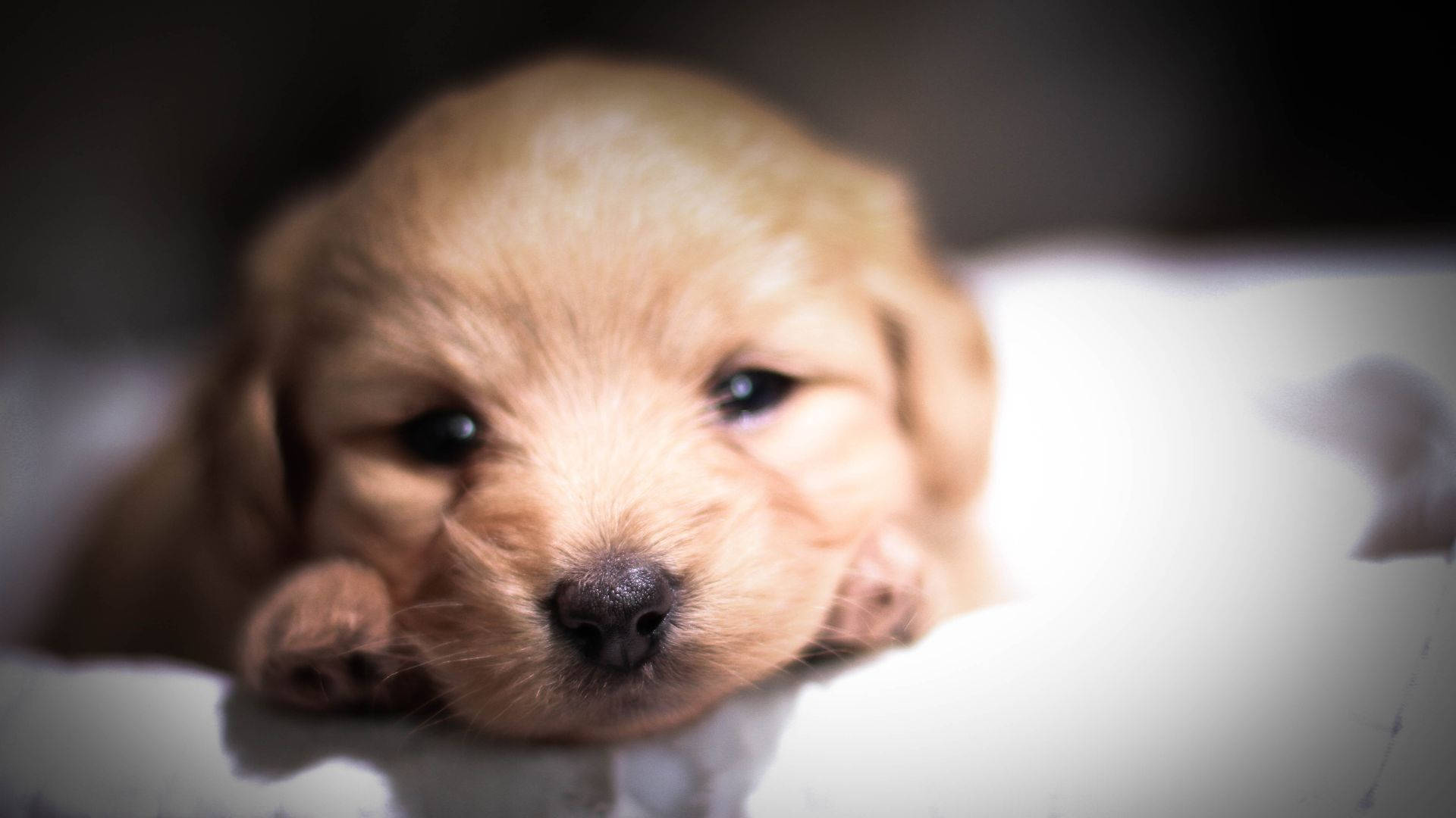 baby animal 桌布 壁紙 — 一隻柔軟的金色小狗，有著大大的深色眼睛，將頭擱在白色表面上，天真好奇地直視鏡頭。