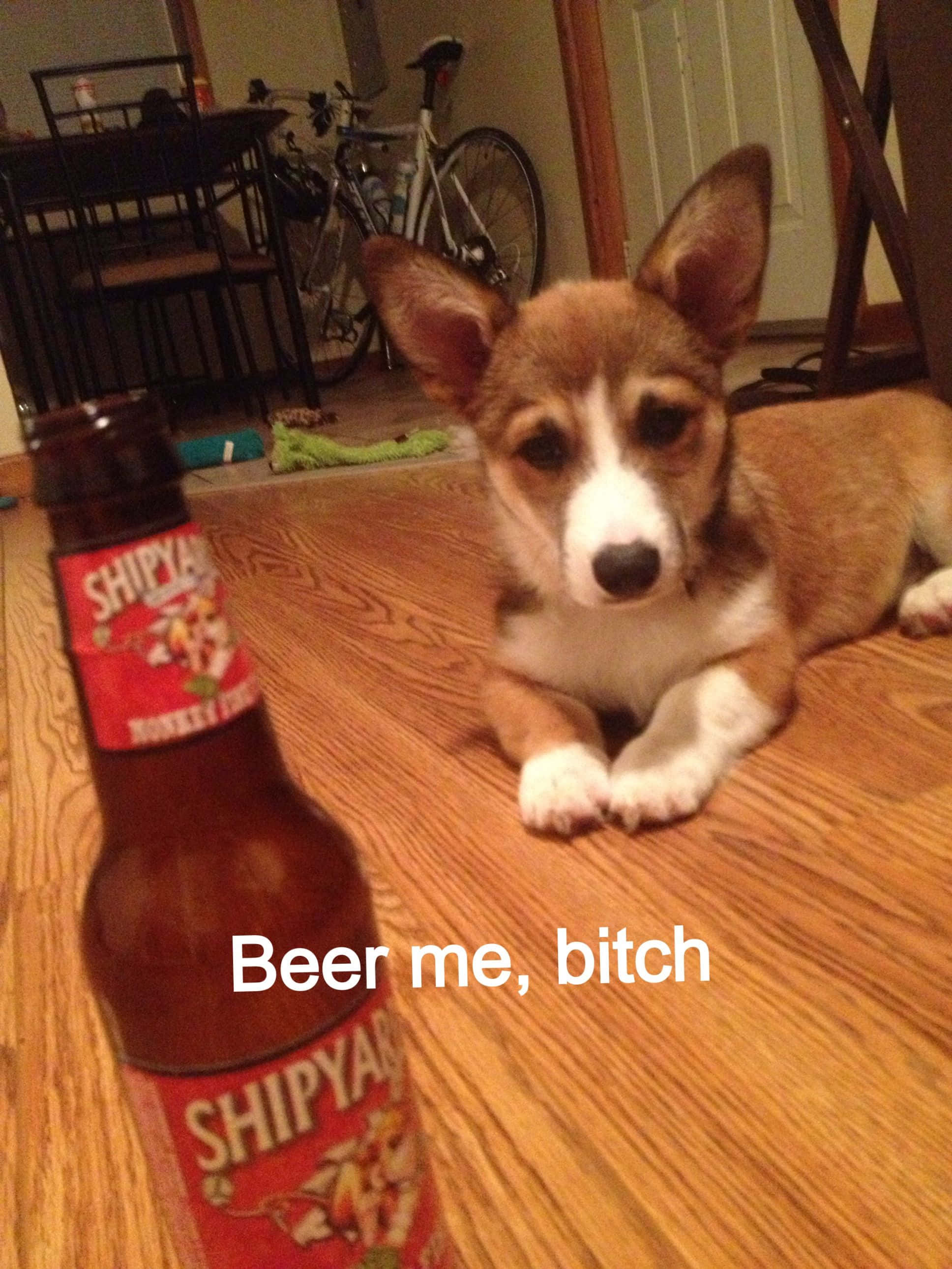 Corgi Funny 桌布 壁紙 — 一隻柯基幼犬躺在木地板上，凝視著帶有文字疊加的Shipyard啤酒瓶。