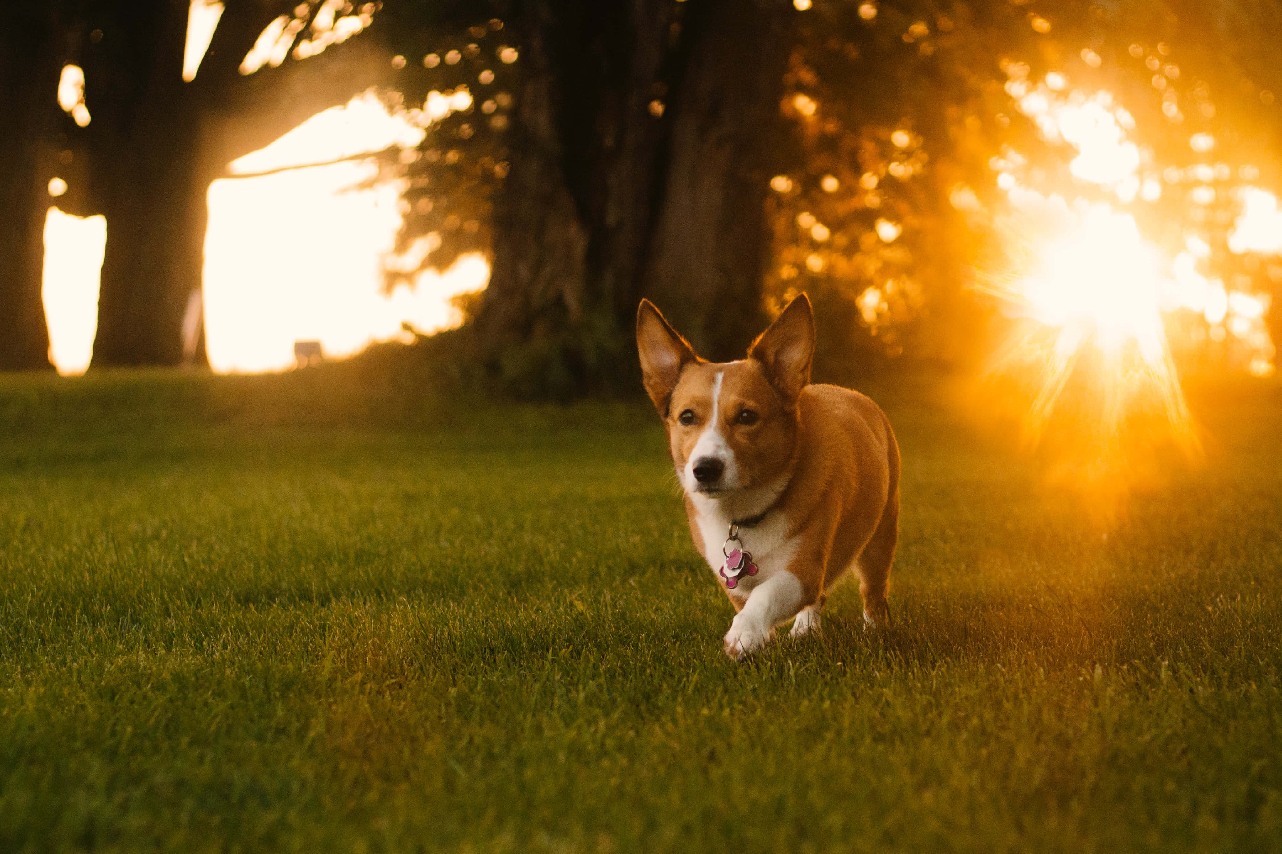 狗 桌布 壁紙 — 一隻柯基犬在草地上奔跑，身後樹木間透出金色夕陽的光芒。