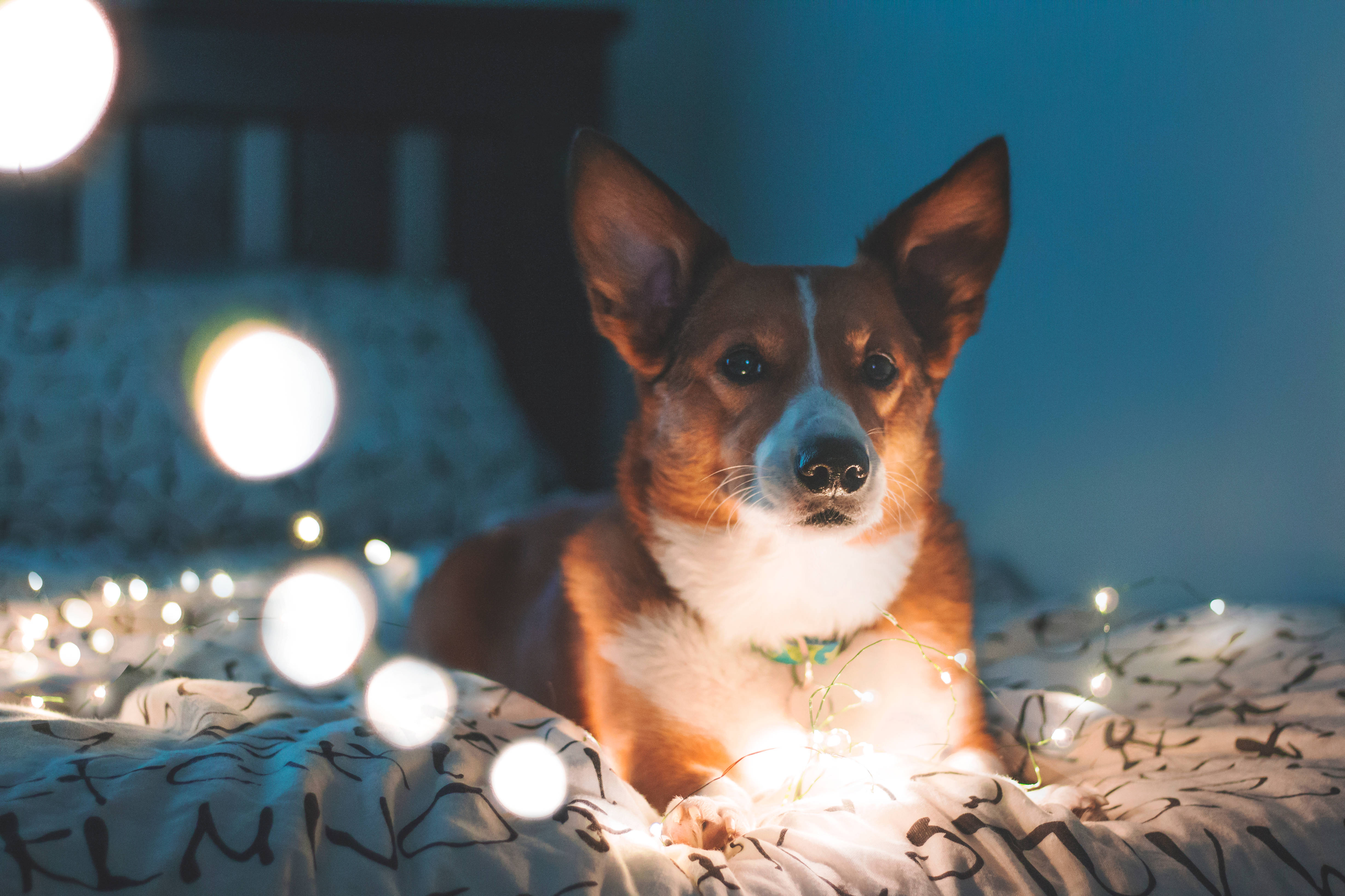 柯基 桌布 壁紙 — 一隻柯基犬坐在有圖案的床上，周圍環繞著發光的仙女燈，營造出舒適的夜晚氛圍。