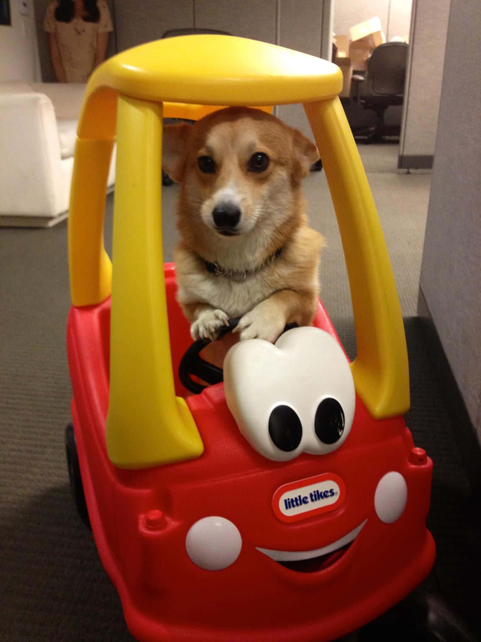 Corgi Funny 桌布 壁紙 — 一隻柯基犬坐在紅黃色 Little Tikes 玩具車內，面帶笑容，身處辦公室環境。