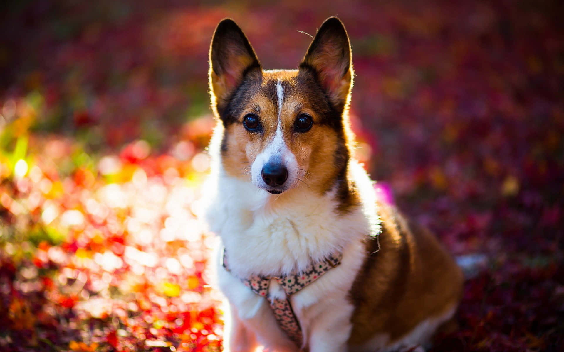 狗 桌布 壁紙 — 一隻柯基犬坐在色彩繽紛的秋葉地毯中，沐浴在溫暖的金色陽光下。
