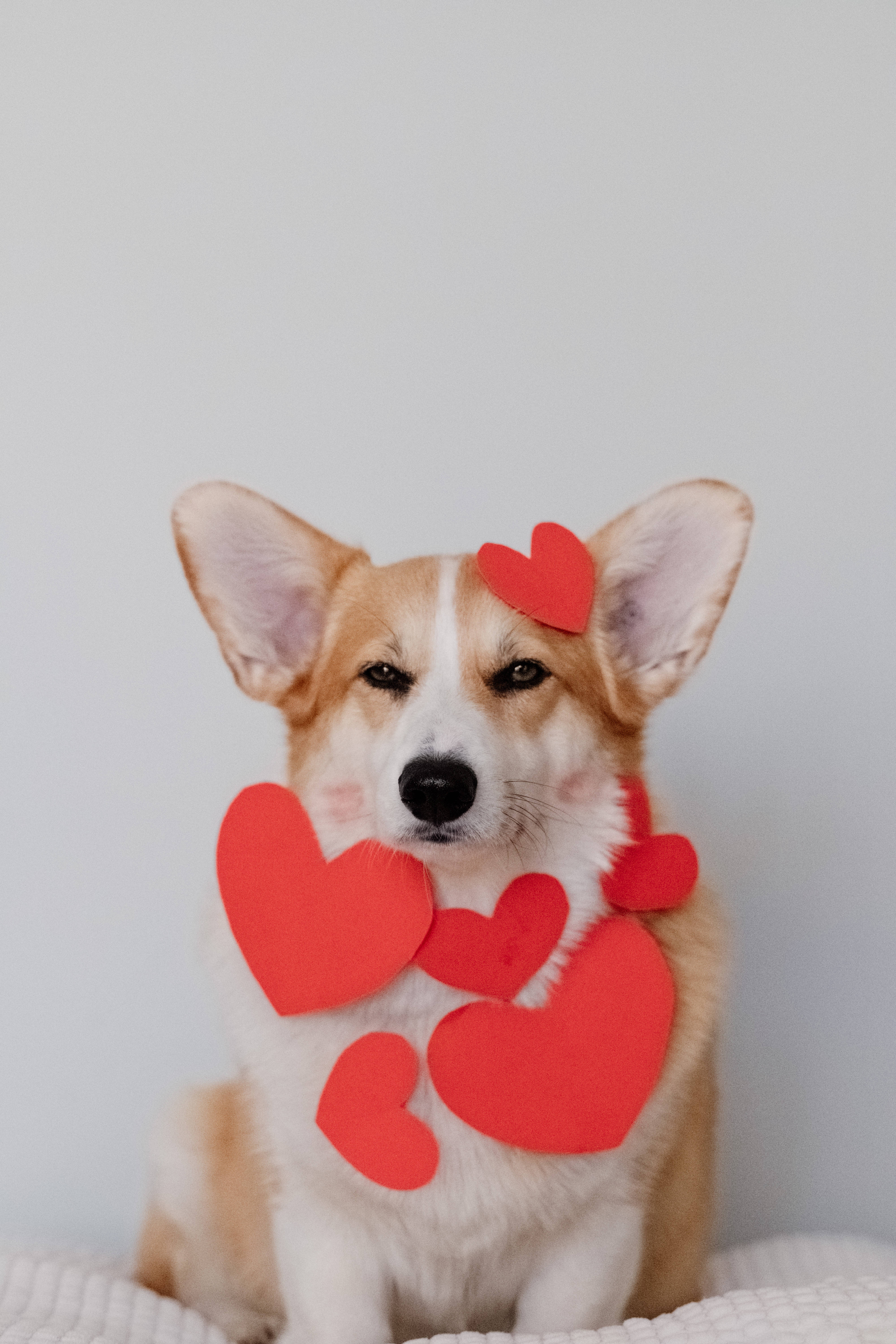 小狗 桌布 壁紙 — 一隻柯基犬安靜地坐著，頭上及胸前裝飾著紅色紙心，背景為純淺灰色。
